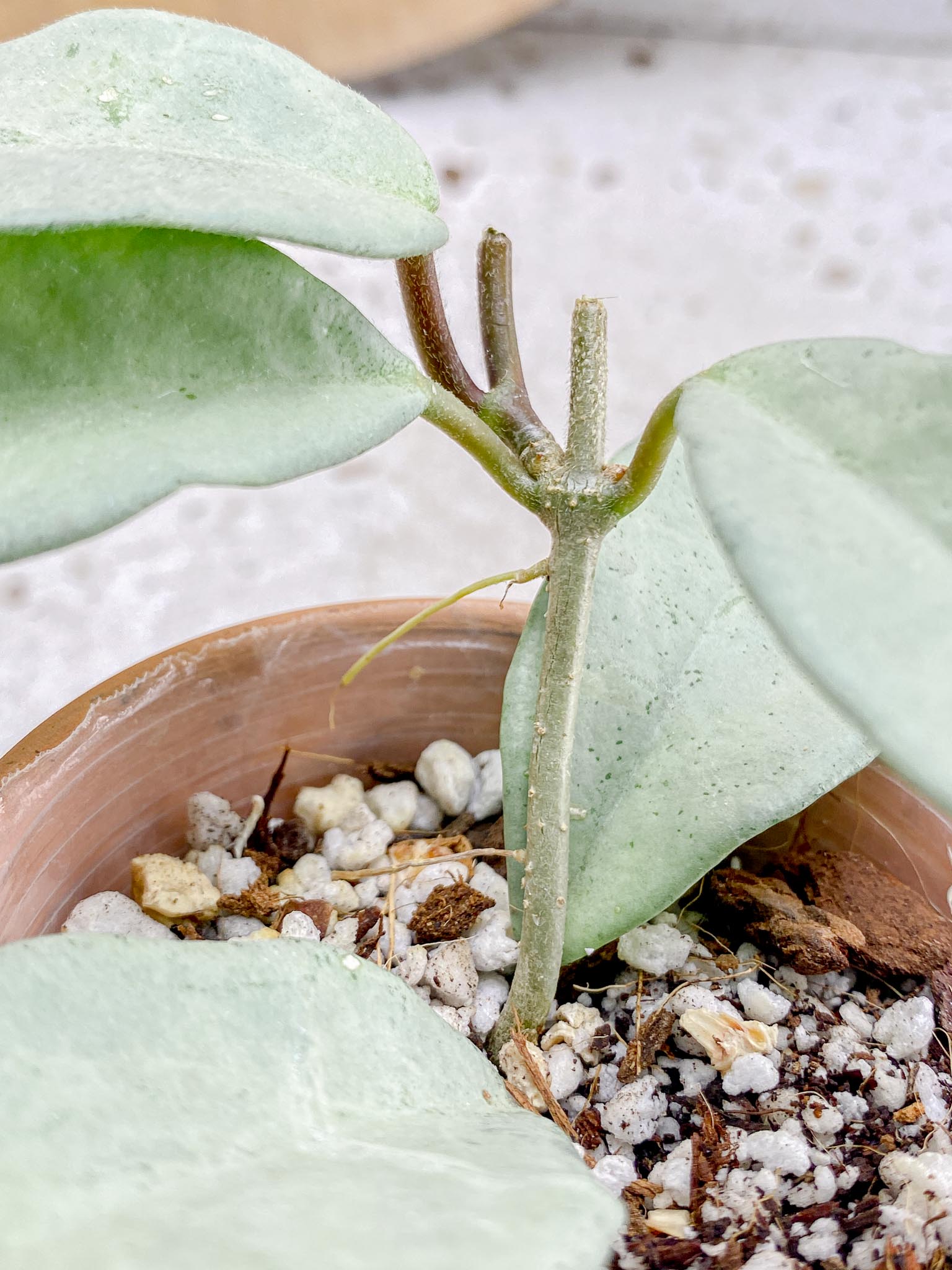 Hoya Carnosa Nova Ghost Variegated 5 Leaves 5 Nodes  Baby Plant Slightly Rooted