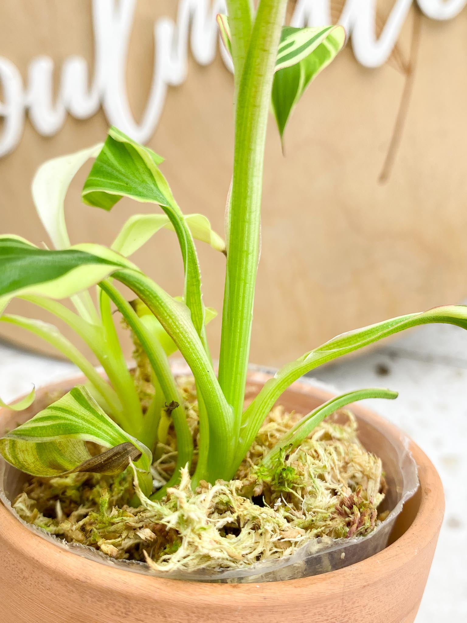 Musa NONO Variegated Multiple Leaves Multiple Nodes Rooting