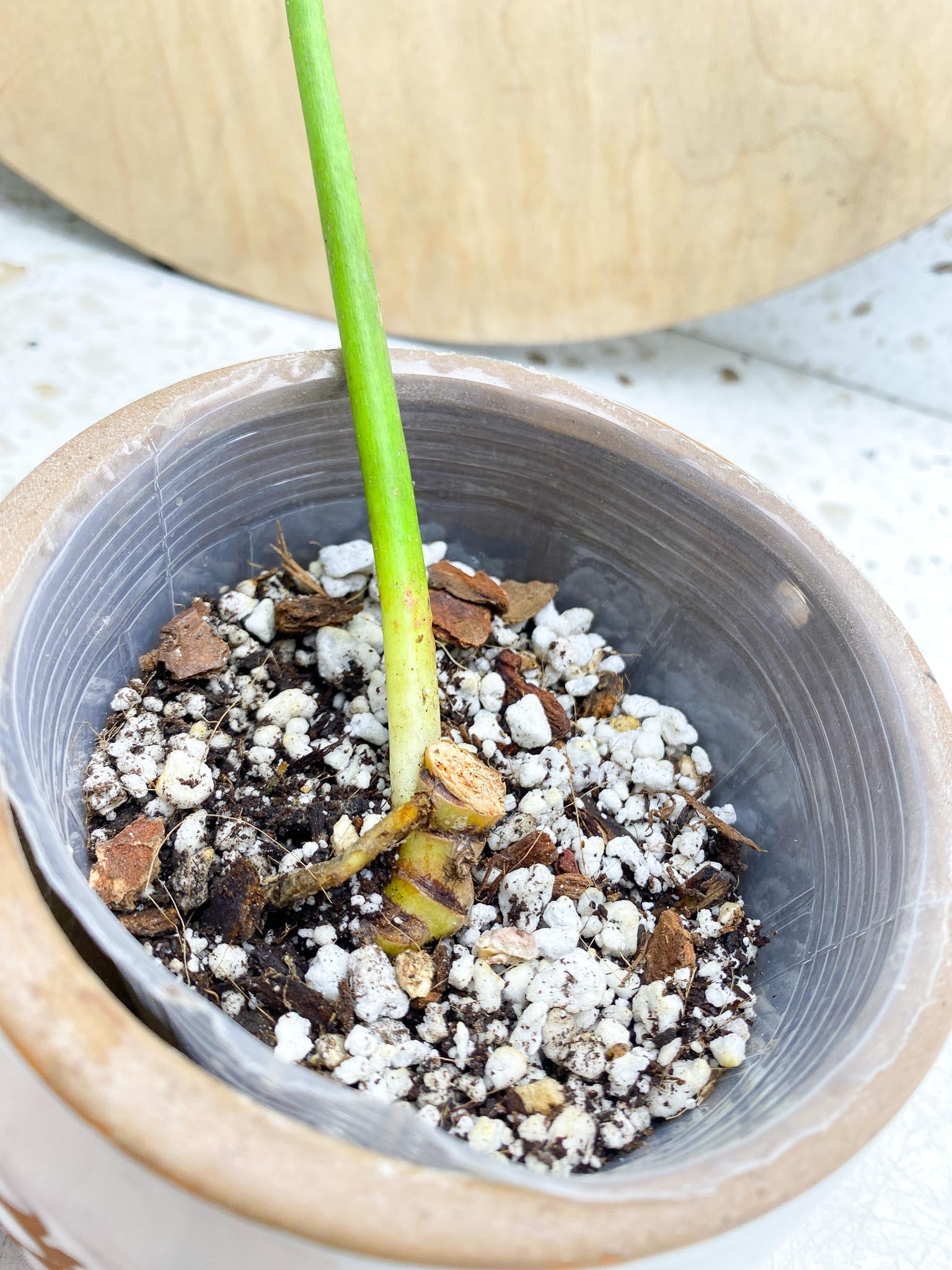 Philodendron/Thaumatophyllum Radiatum Variegated 3 nodes  leafless cutting  Slightly Rooted