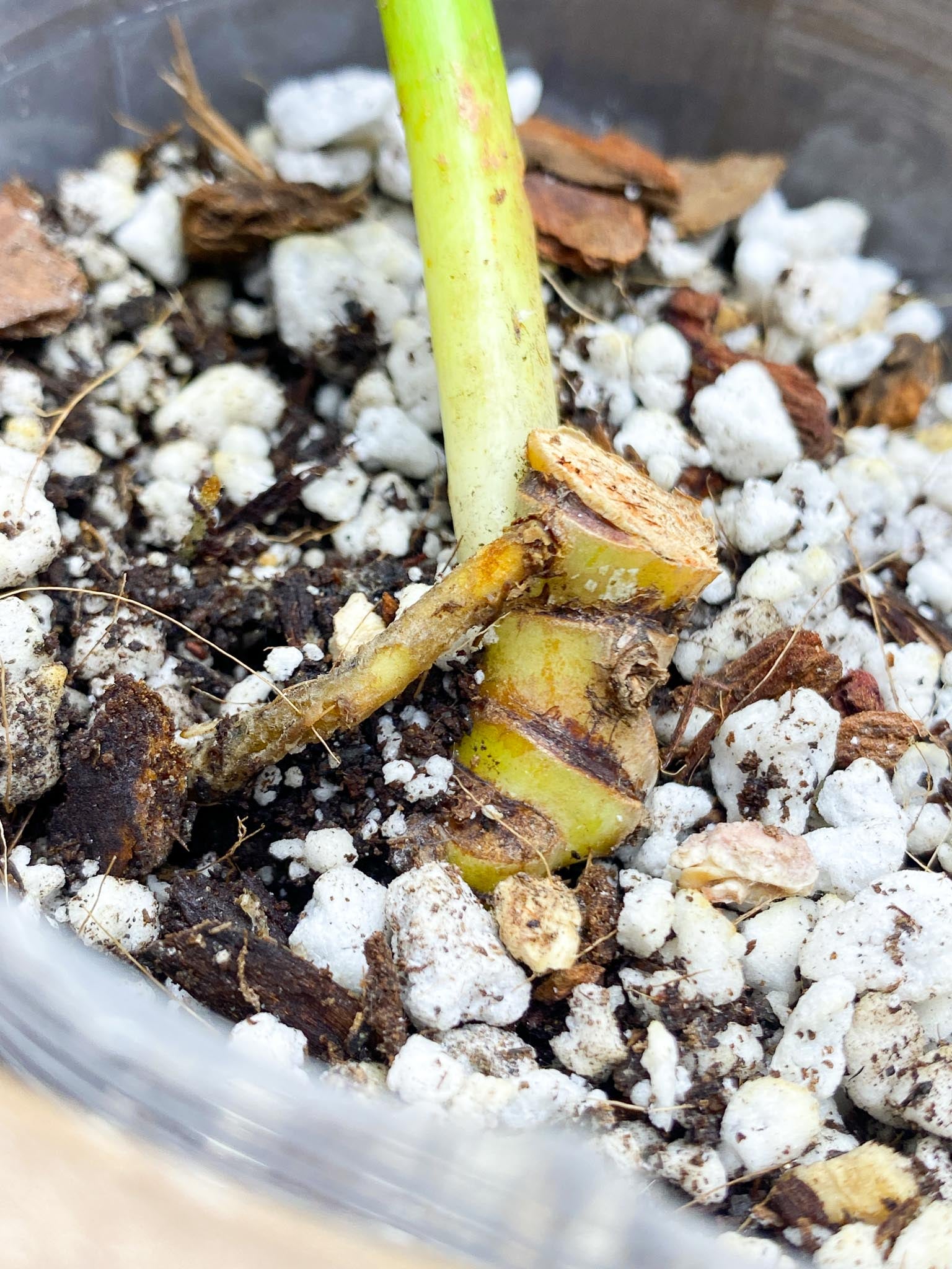 Philodendron/Thaumatophyllum Radiatum Variegated 3 nodes  leafless cutting  Slightly Rooted