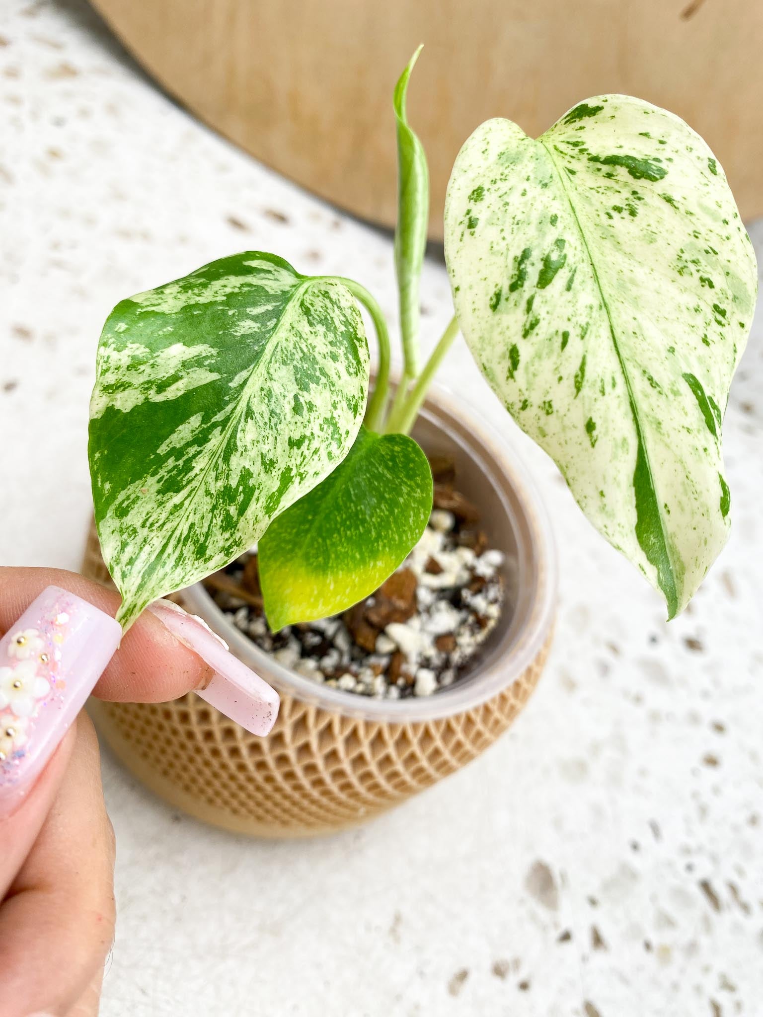 Monstera Mint large form Variegated 4 Leaves  4 Nodes  Slightly Rooted