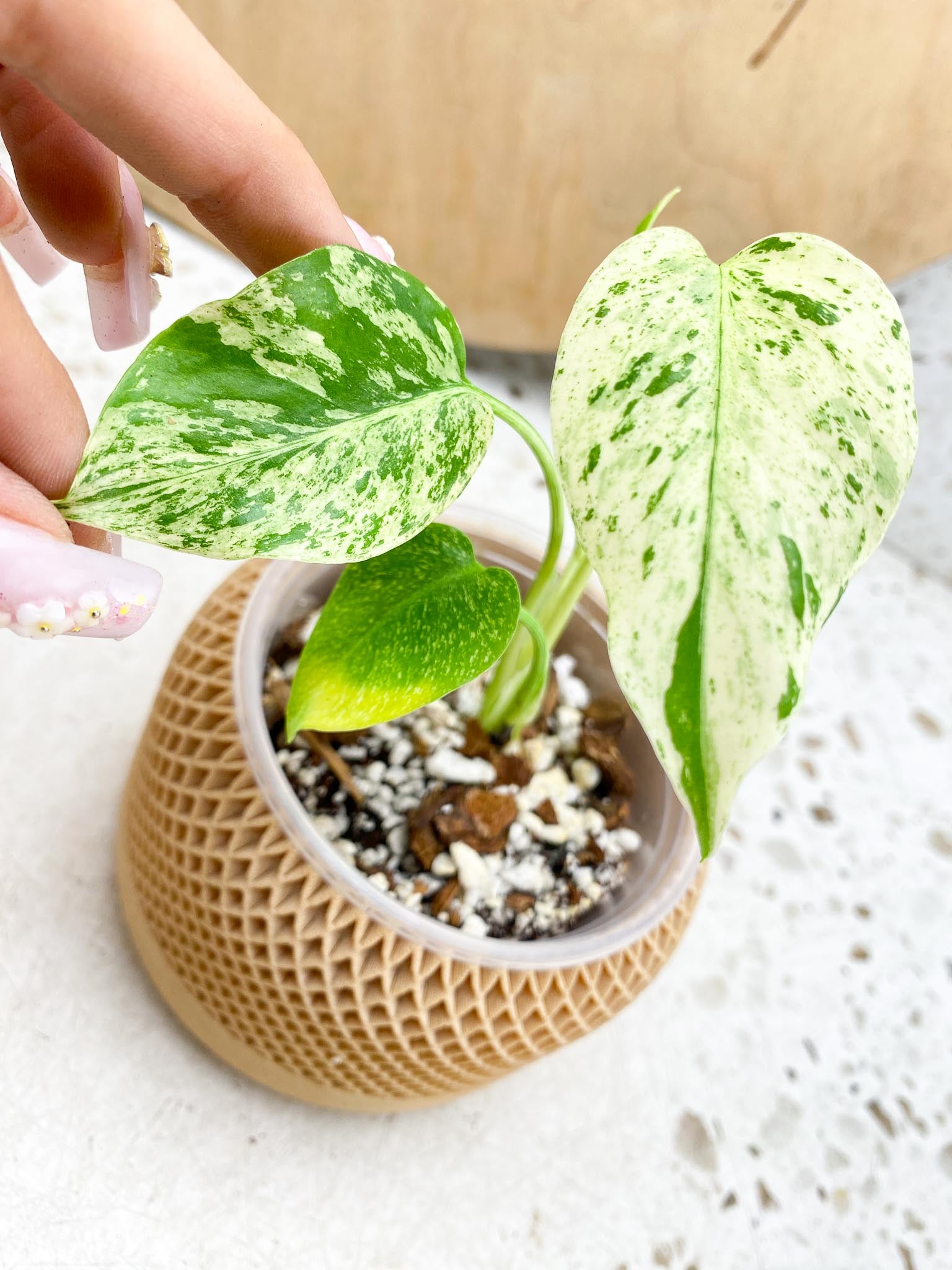 Monstera Mint large form Variegated 4 Leaves  4 Nodes  Slightly Rooted