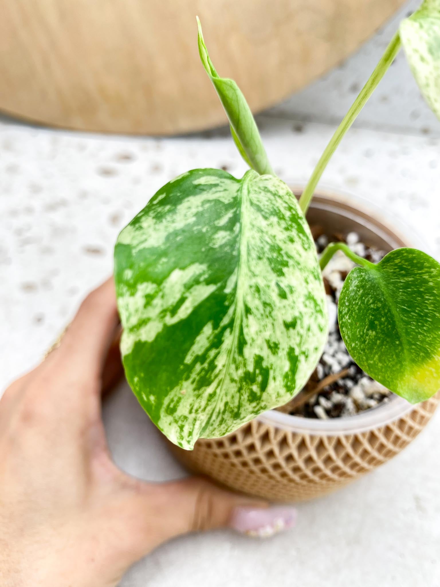 Monstera Mint large form Variegated 4 Leaves  4 Nodes  Slightly Rooted