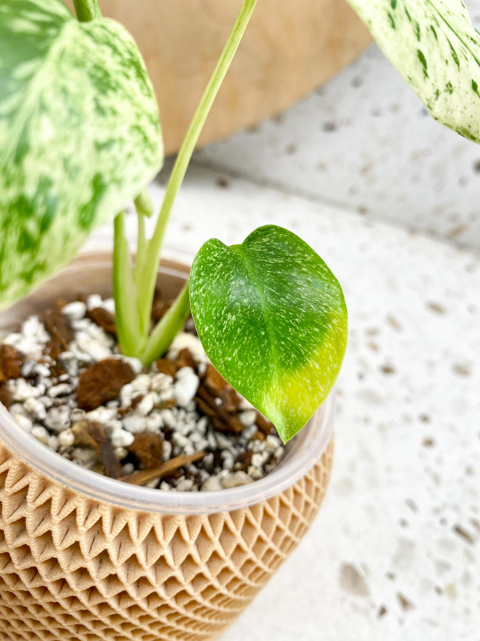 Monstera Mint large form Variegated 4 Leaves  4 Nodes  Slightly Rooted