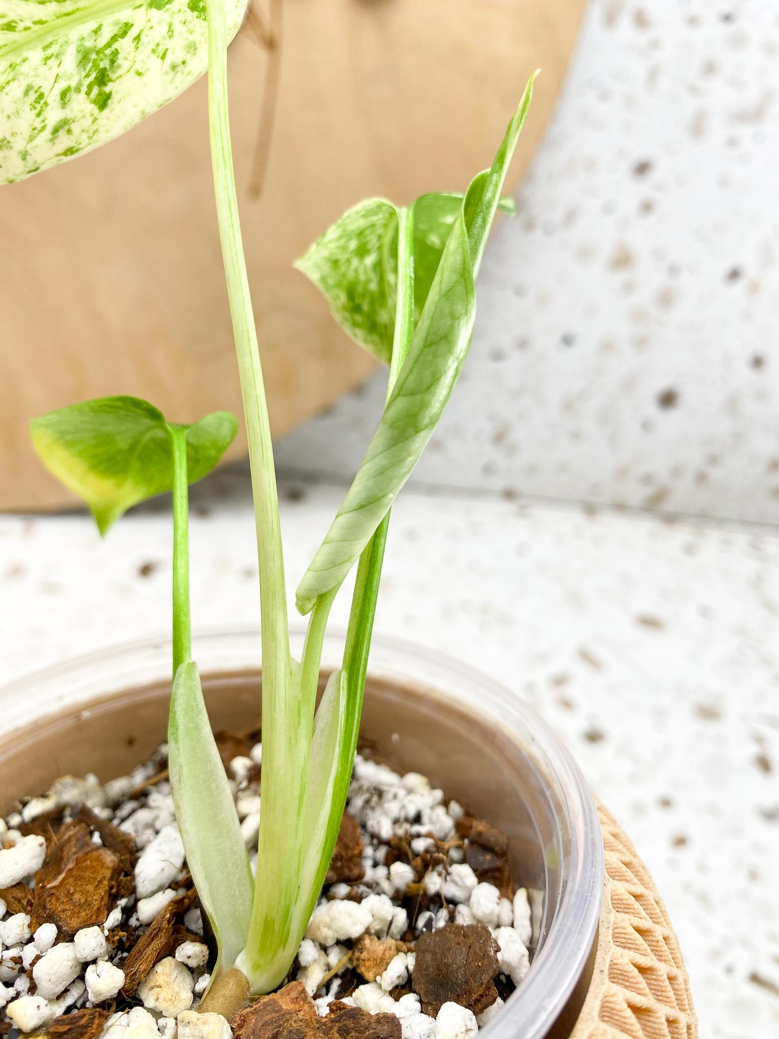 Monstera Mint large form Variegated 4 Leaves  4 Nodes  Slightly Rooted