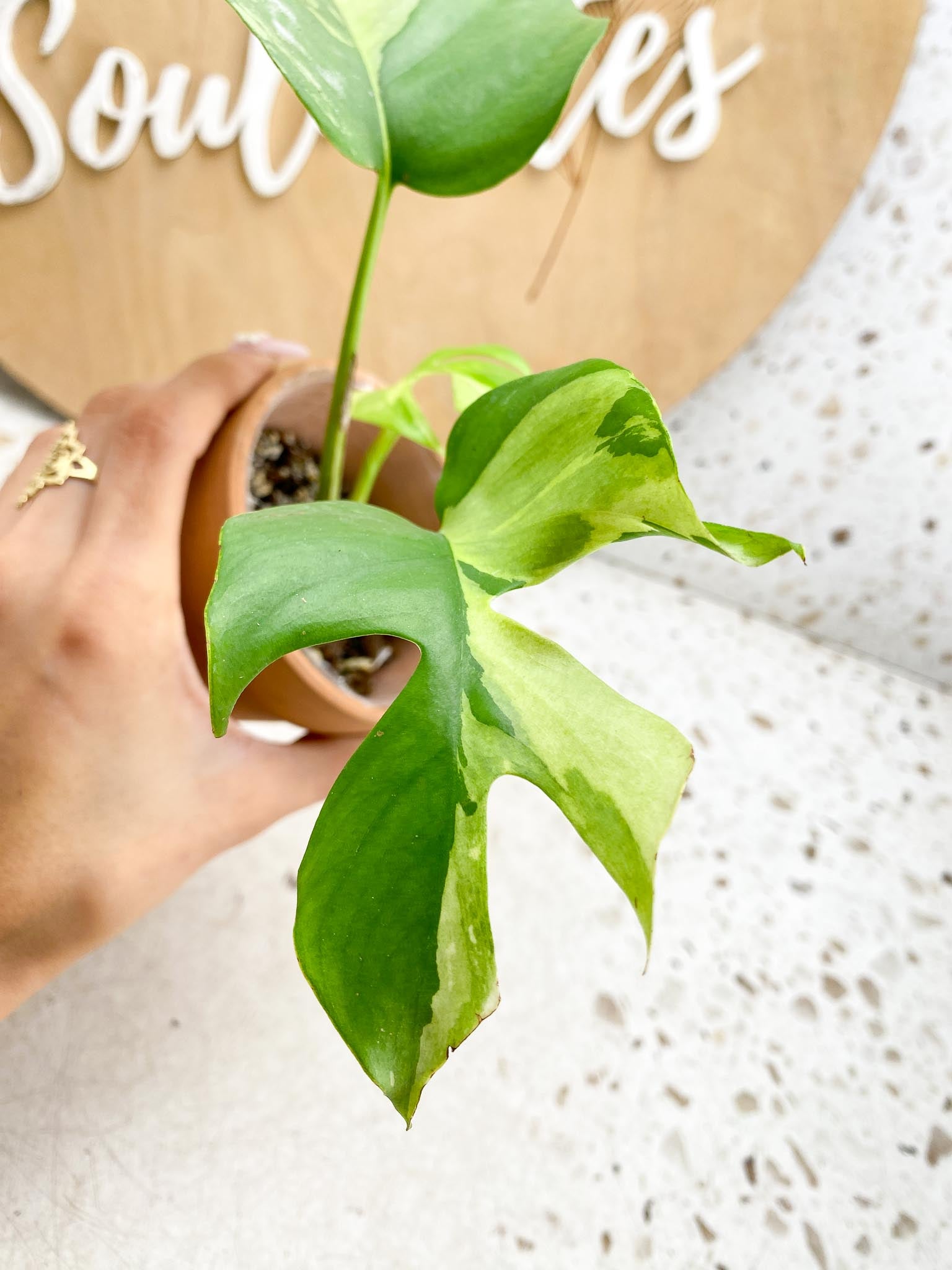 Rhaphidophora tetrasperma variegated 3 Leaves  3 Nodes Highly Variegated (the newest leaf is Half Moo) Rooted