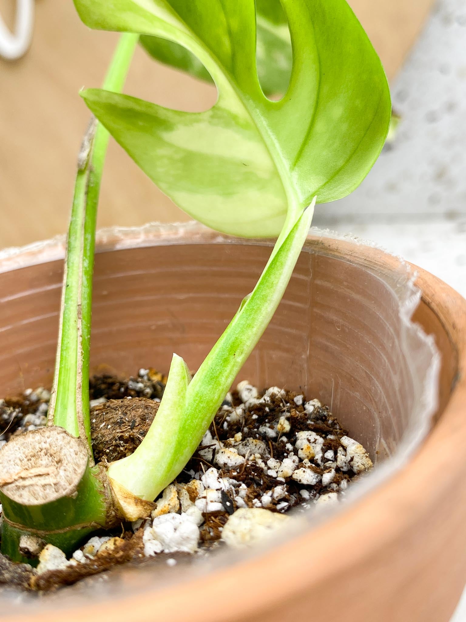 Rhaphidophora tetrasperma variegated 3 Leaves  3 Nodes Highly Variegated (the newest leaf is Half Moo) Rooted