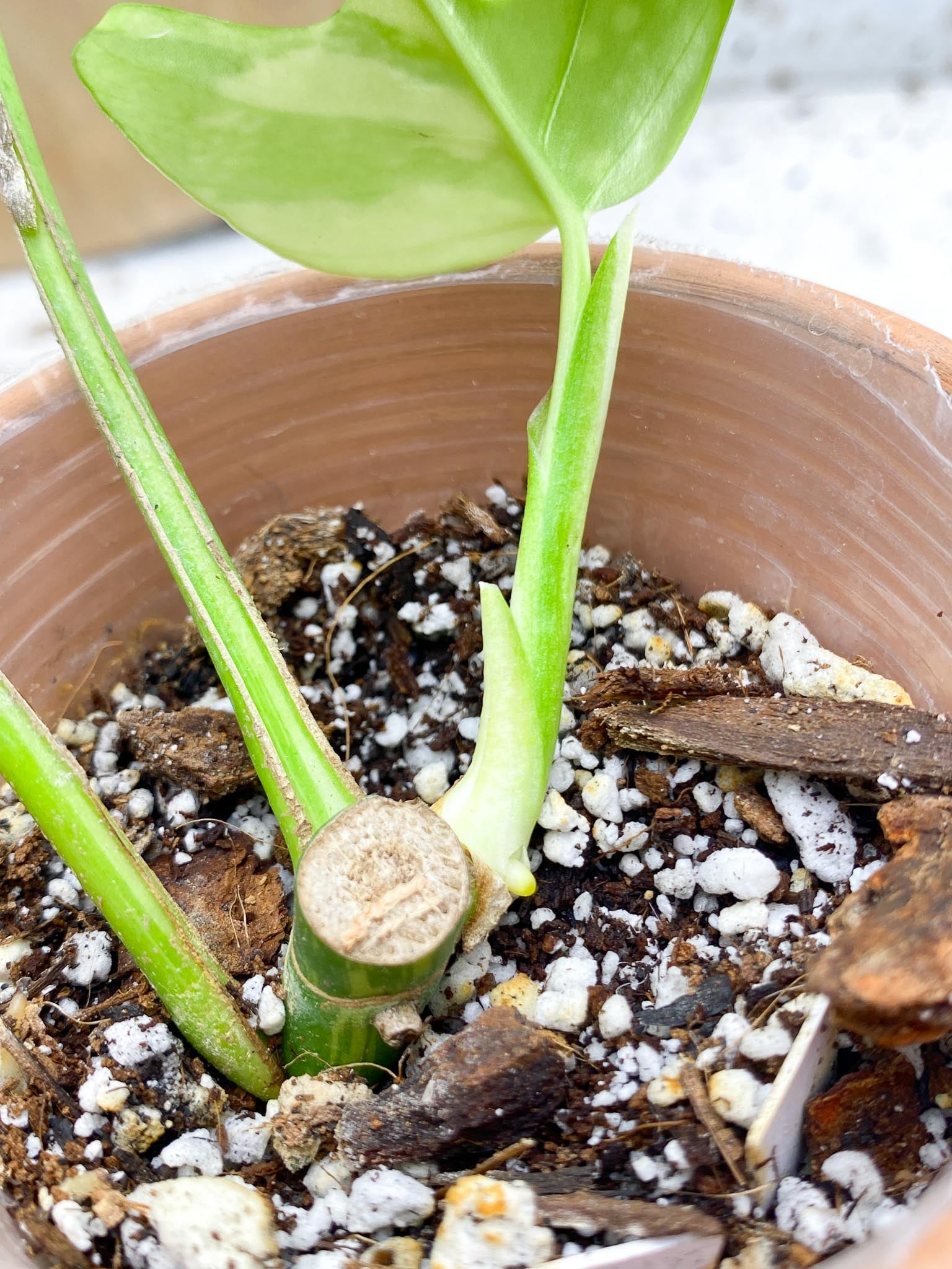 Rhaphidophora tetrasperma variegated 3 Leaves  3 Nodes Highly Variegated (the newest leaf is Half Moo) Rooted