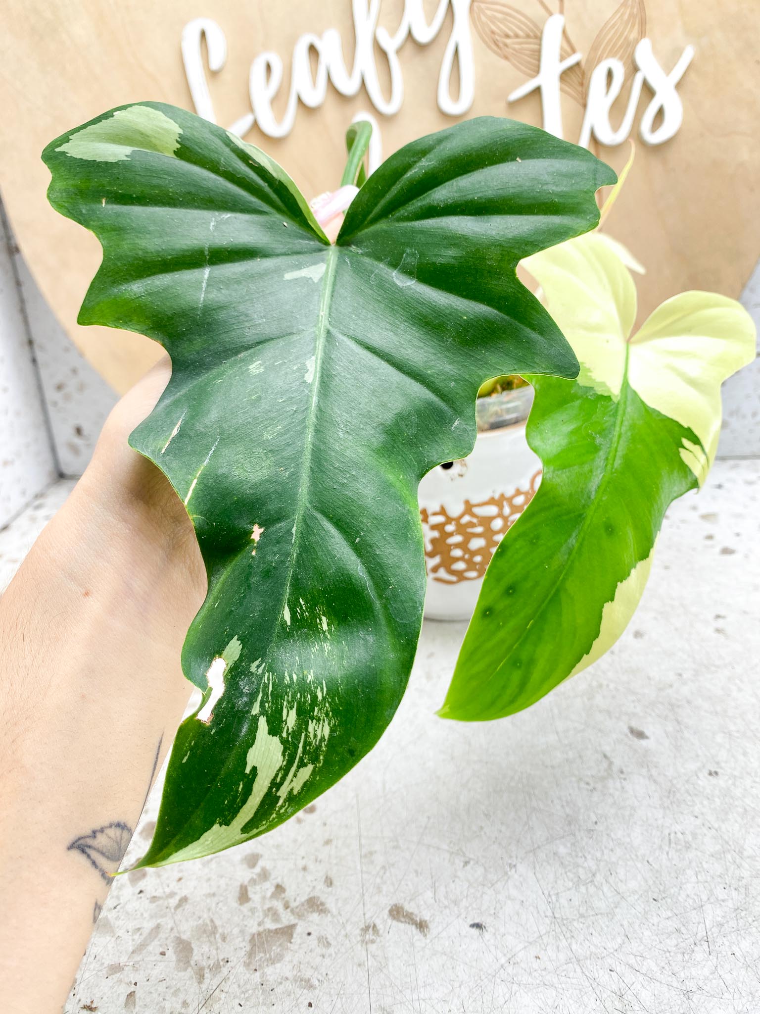 Philodendron Golden Dragon  Variegated 2 Leaves  3 Nodes  1 Sprout Rooted