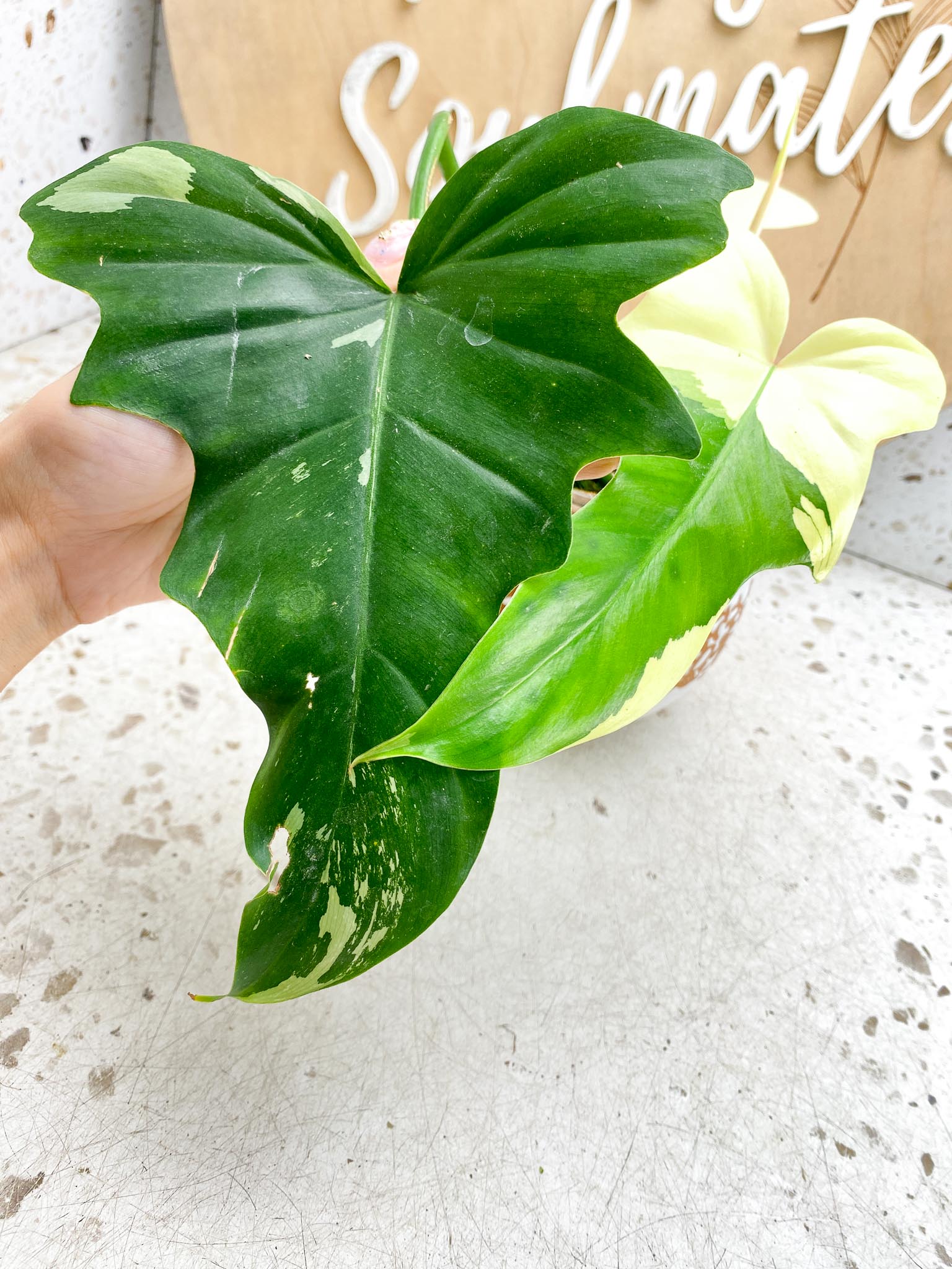 Philodendron Golden Dragon  Variegated 2 Leaves  3 Nodes  1 Sprout Rooted