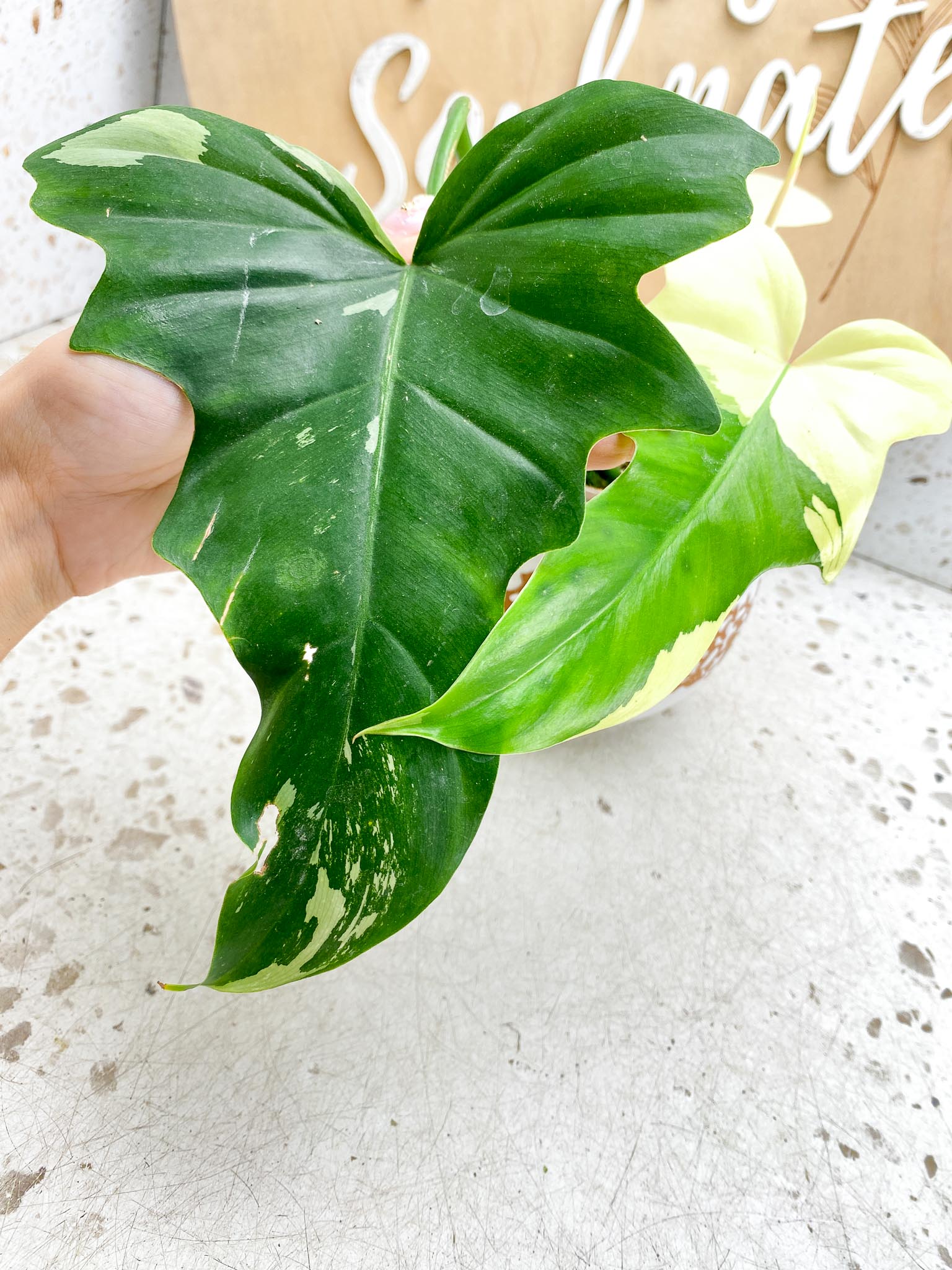 Philodendron Golden Dragon  Variegated 2 Leaves  3 Nodes  1 Sprout Rooted