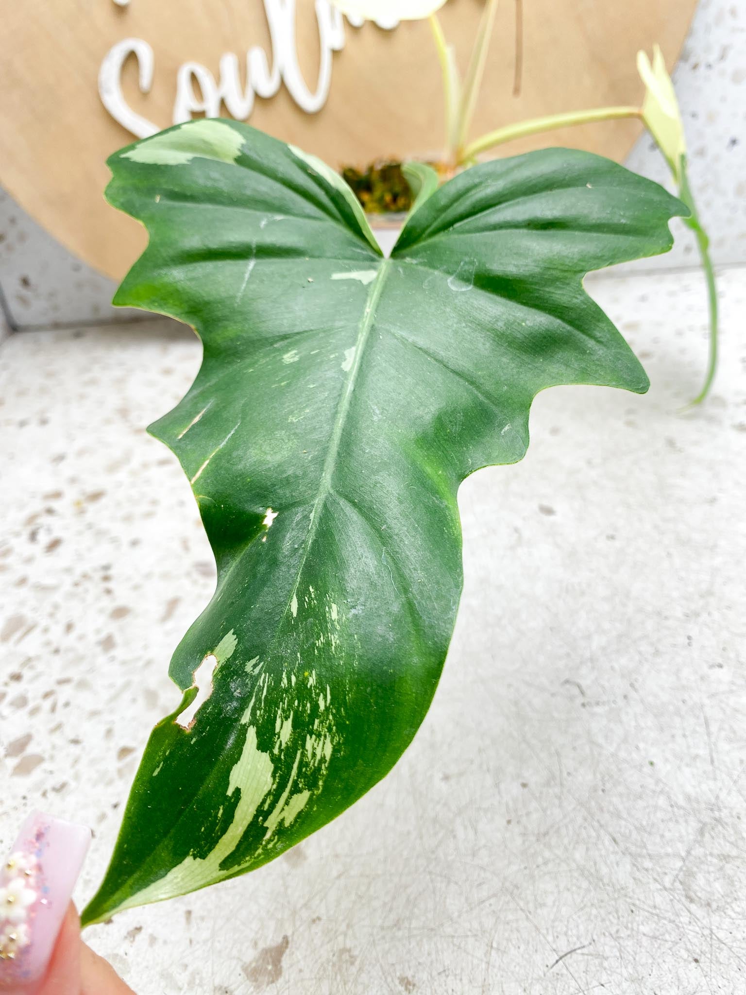 Philodendron Golden Dragon  Variegated 2 Leaves  3 Nodes  1 Sprout Rooted