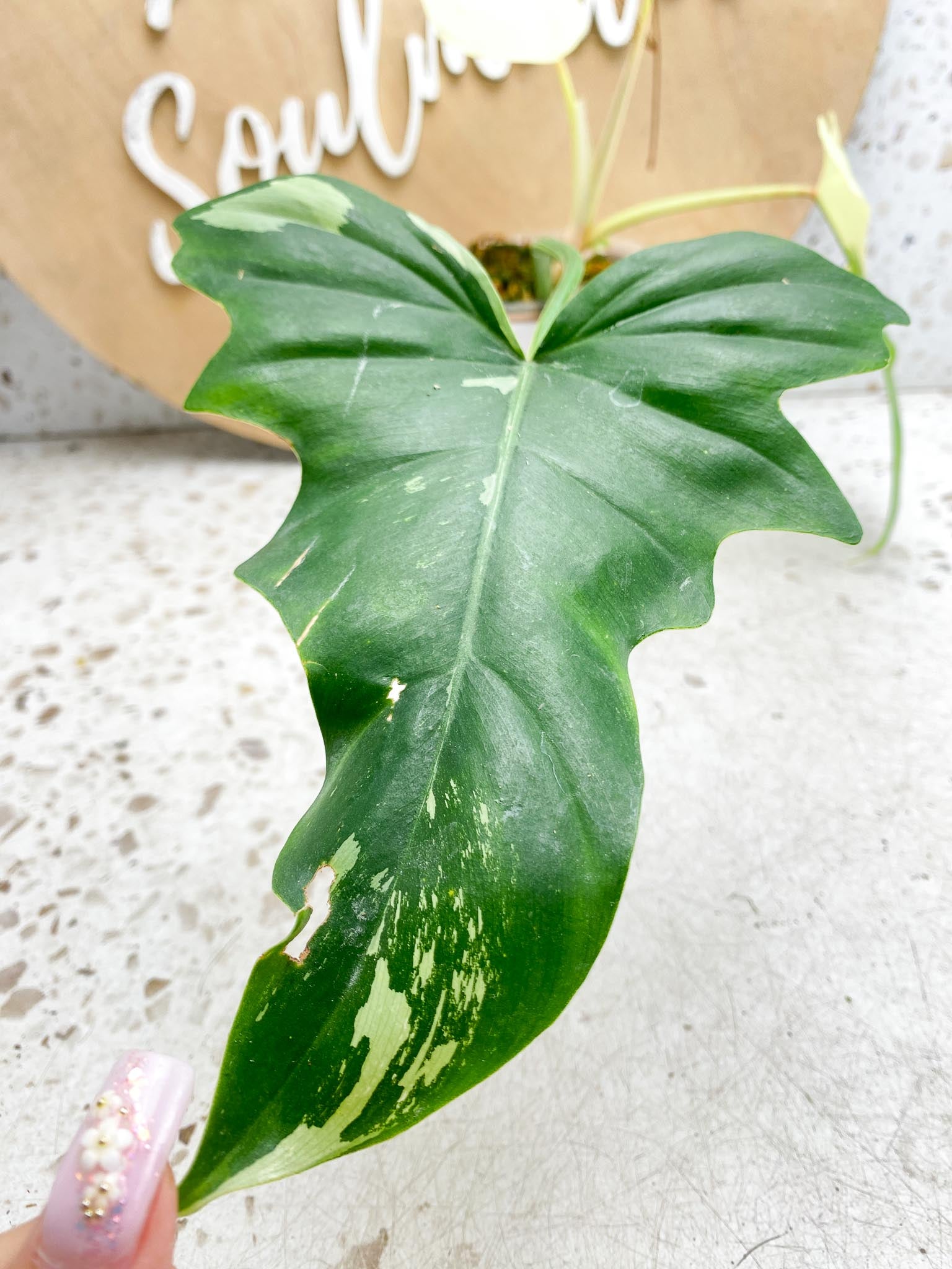 Philodendron Golden Dragon  Variegated 2 Leaves  3 Nodes  1 Sprout Rooted