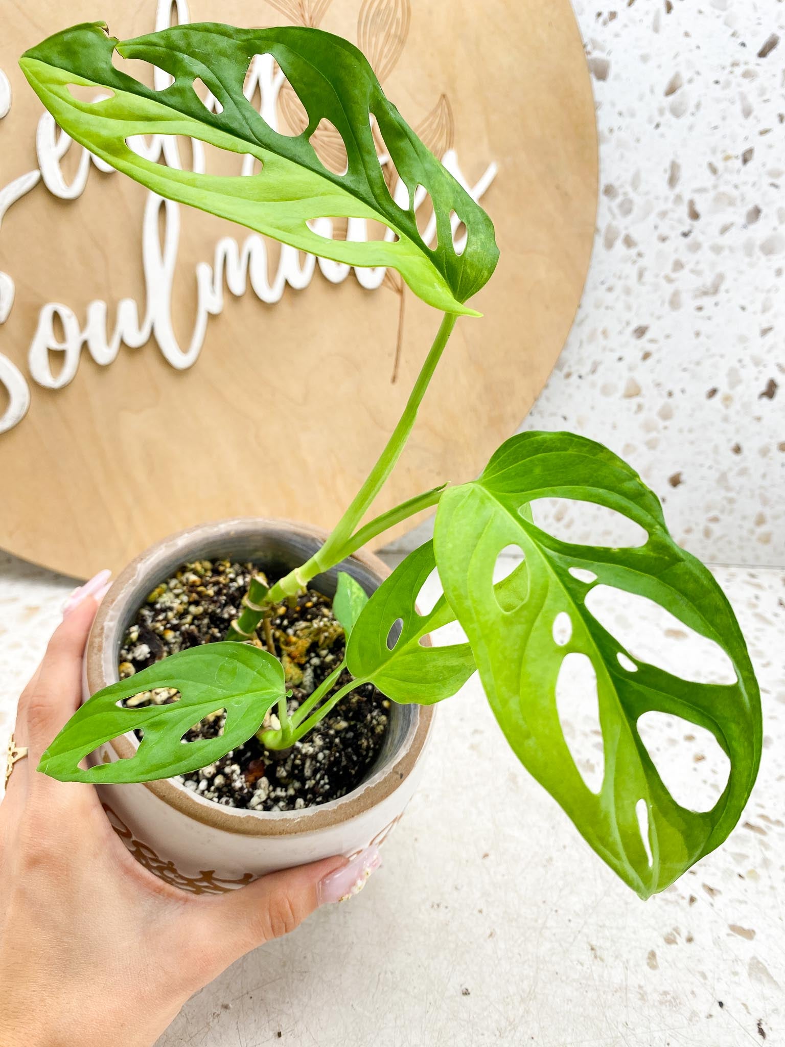 Monstera Adansonii Aurea Variegated Multiple Leaves  2 shoots Multiple Nodes Slightly Rooted