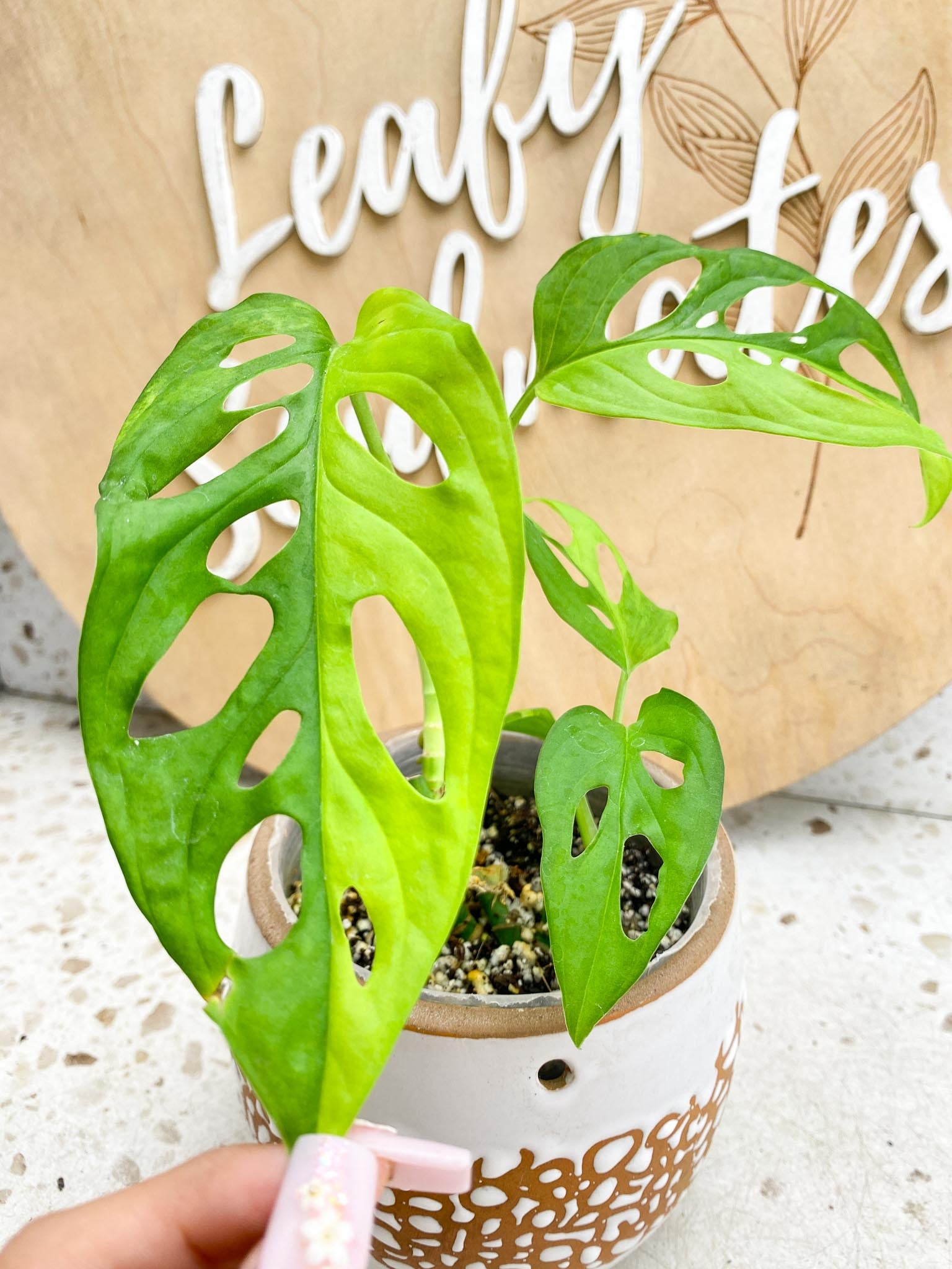 Monstera Adansonii Aurea Variegated Multiple Leaves  2 shoots Multiple Nodes Slightly Rooted