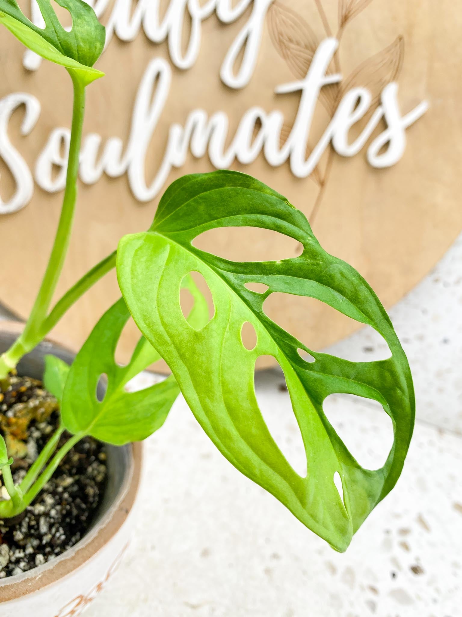 Monstera Adansonii Aurea Variegated Multiple Leaves  2 shoots Multiple Nodes Slightly Rooted