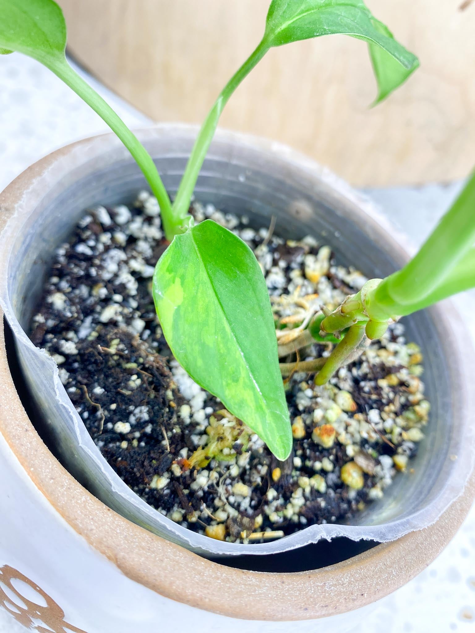 Monstera Adansonii Aurea Variegated Multiple Leaves  2 shoots Multiple Nodes Slightly Rooted