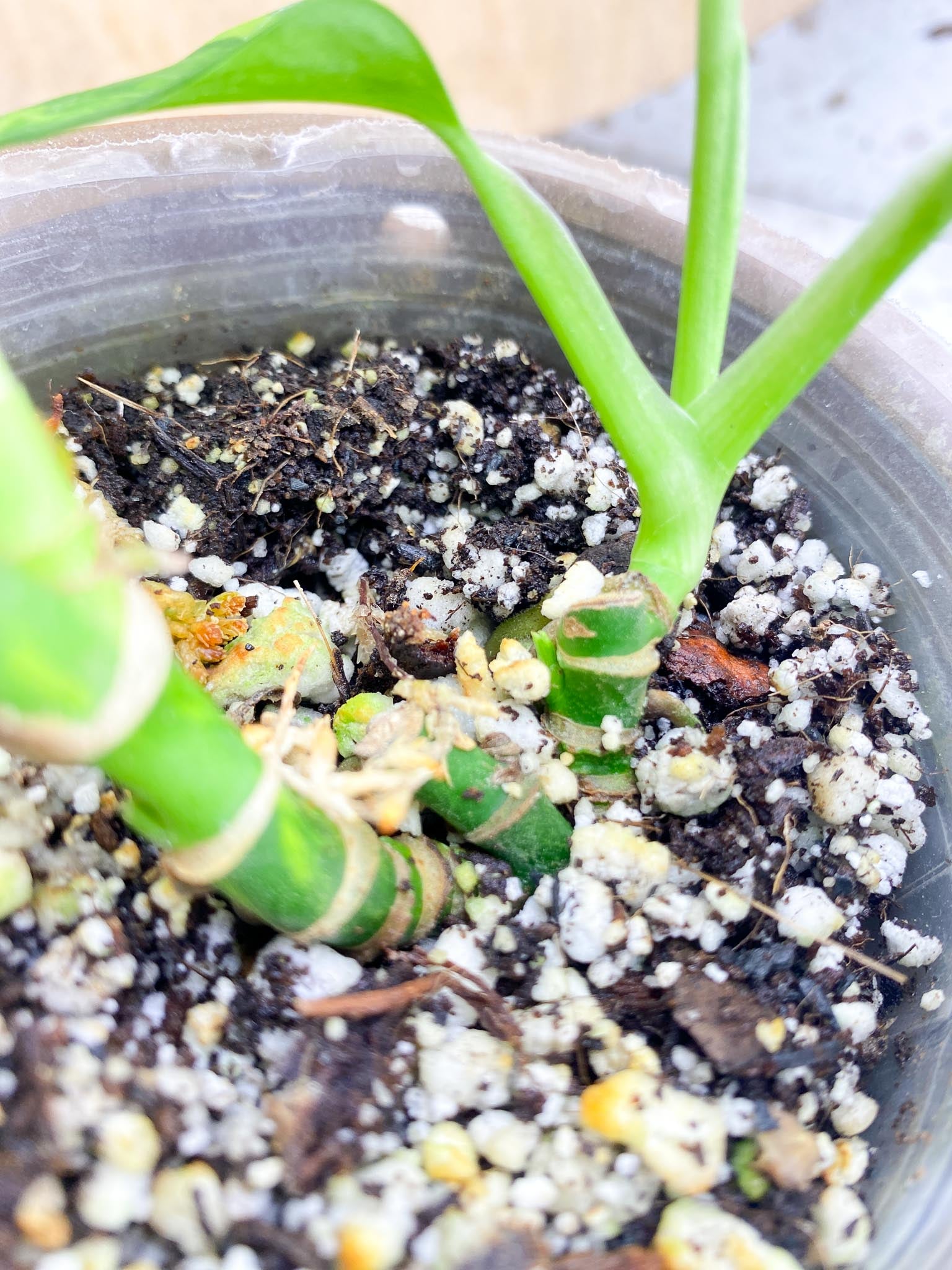 Monstera Adansonii Aurea Variegated Multiple Leaves  2 shoots Multiple Nodes Slightly Rooted