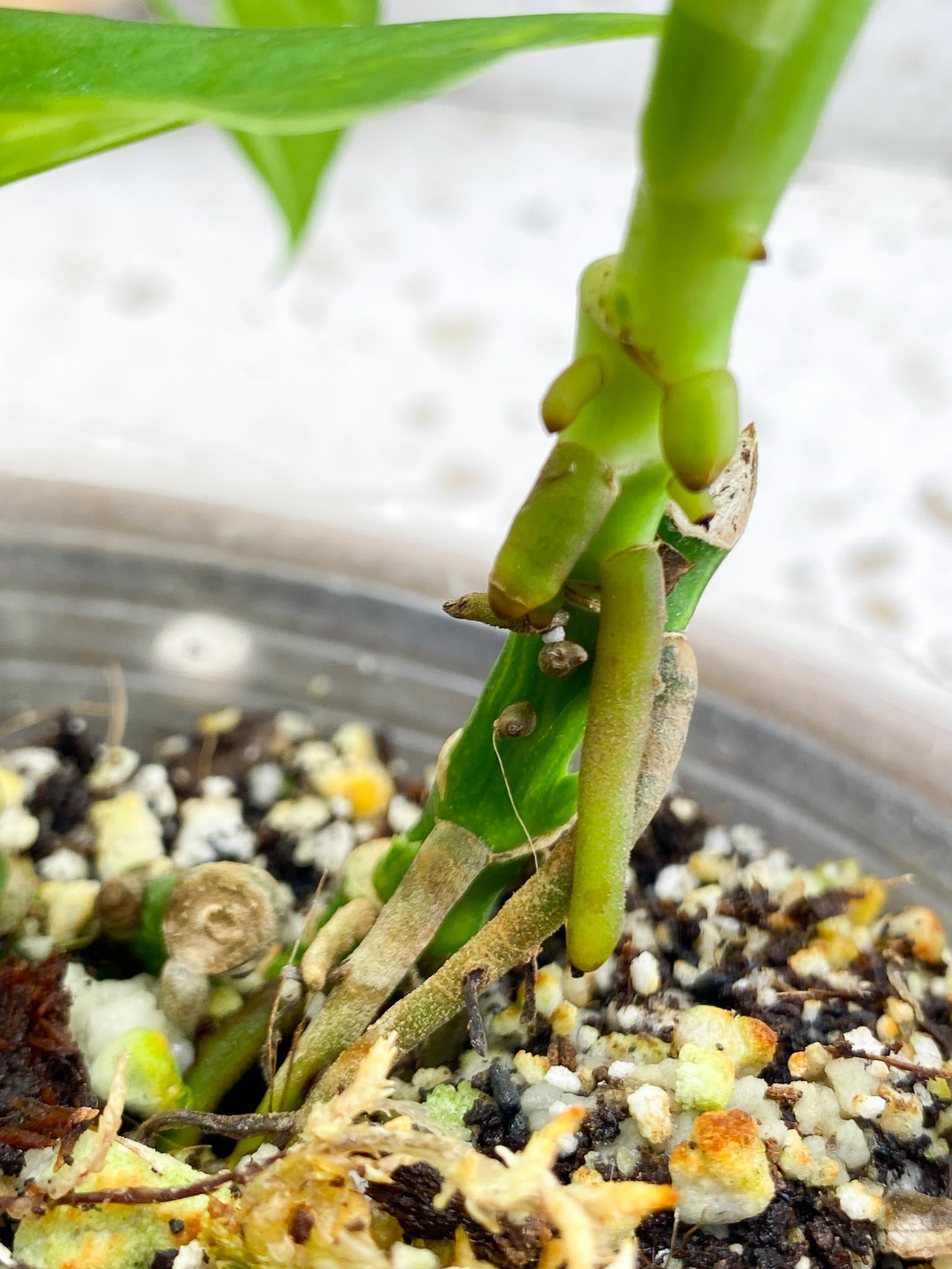 Monstera Adansonii Aurea Variegated Multiple Leaves  2 shoots Multiple Nodes Slightly Rooted