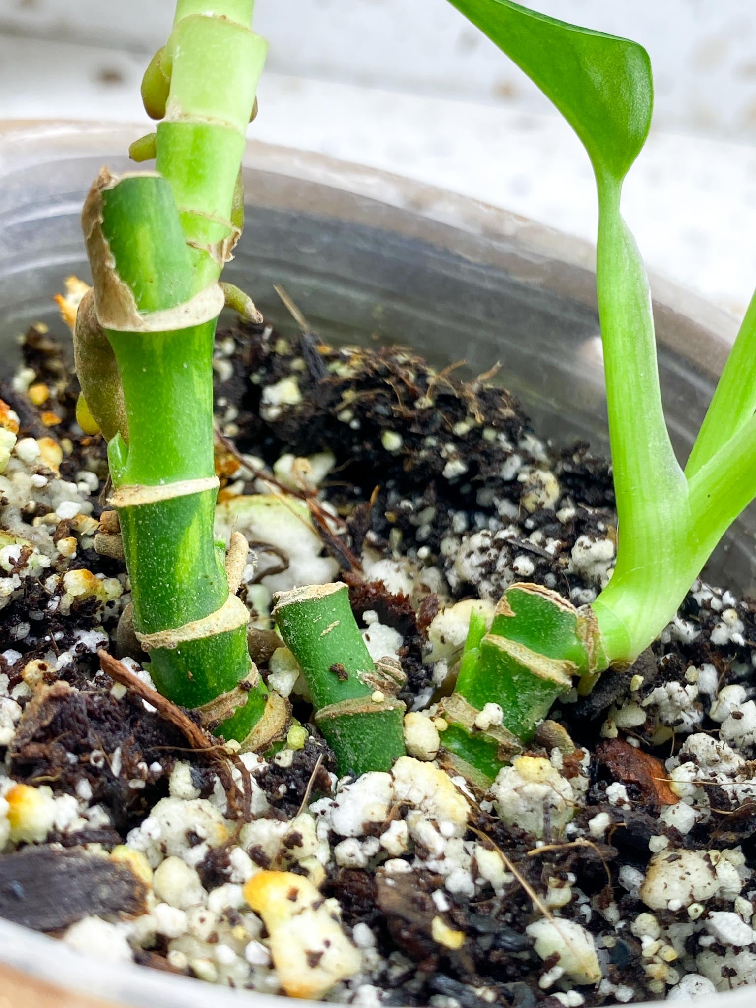 Monstera Adansonii Aurea Variegated Multiple Leaves  2 shoots Multiple Nodes Slightly Rooted