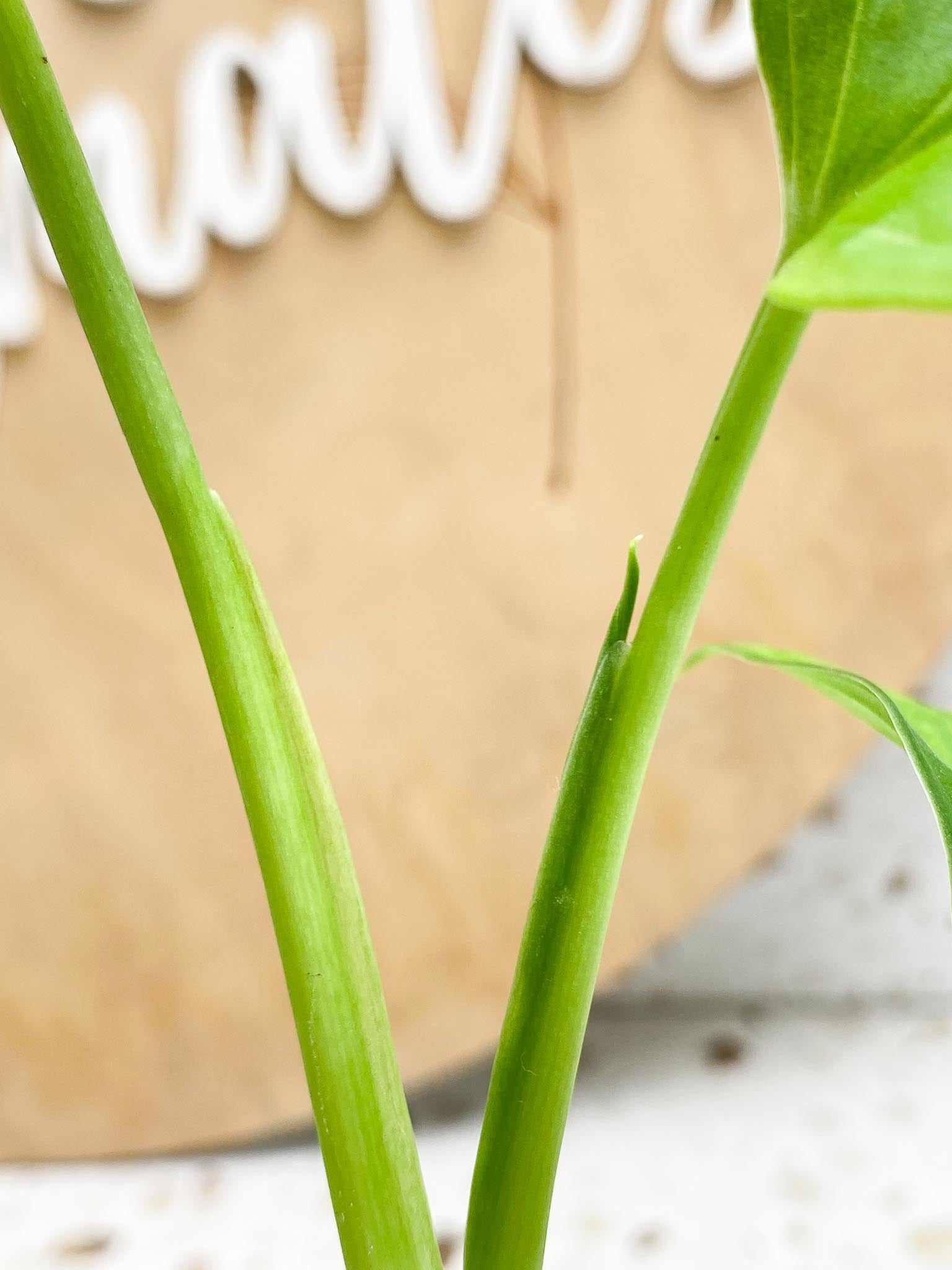 Monstera Adansonii Aurea Variegated Multiple Leaves  2 shoots Multiple Nodes Slightly Rooted