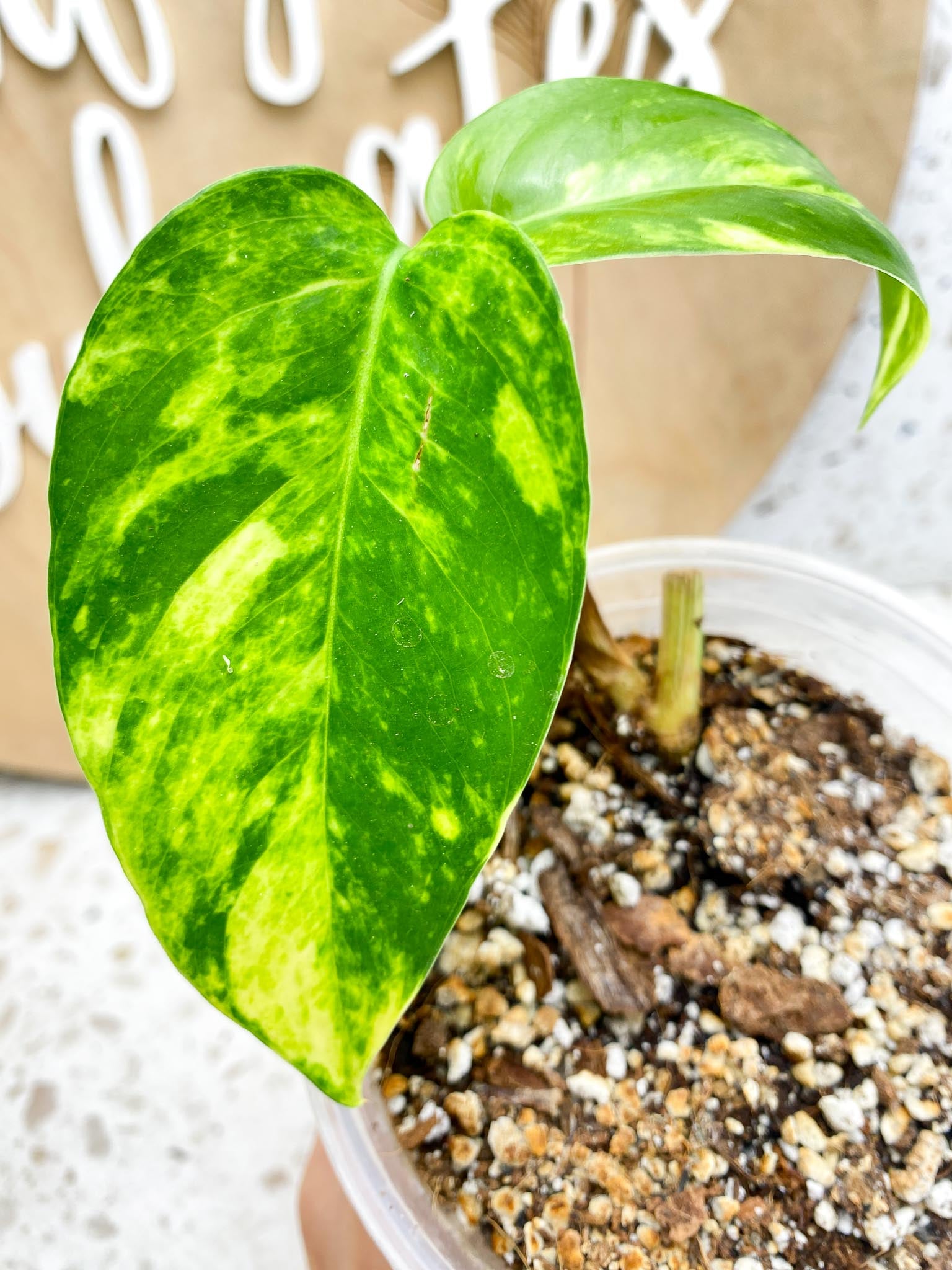 Epipremnum Golden Flame Variegated 2 Leaves  2 Nodes  Slightly Rooted