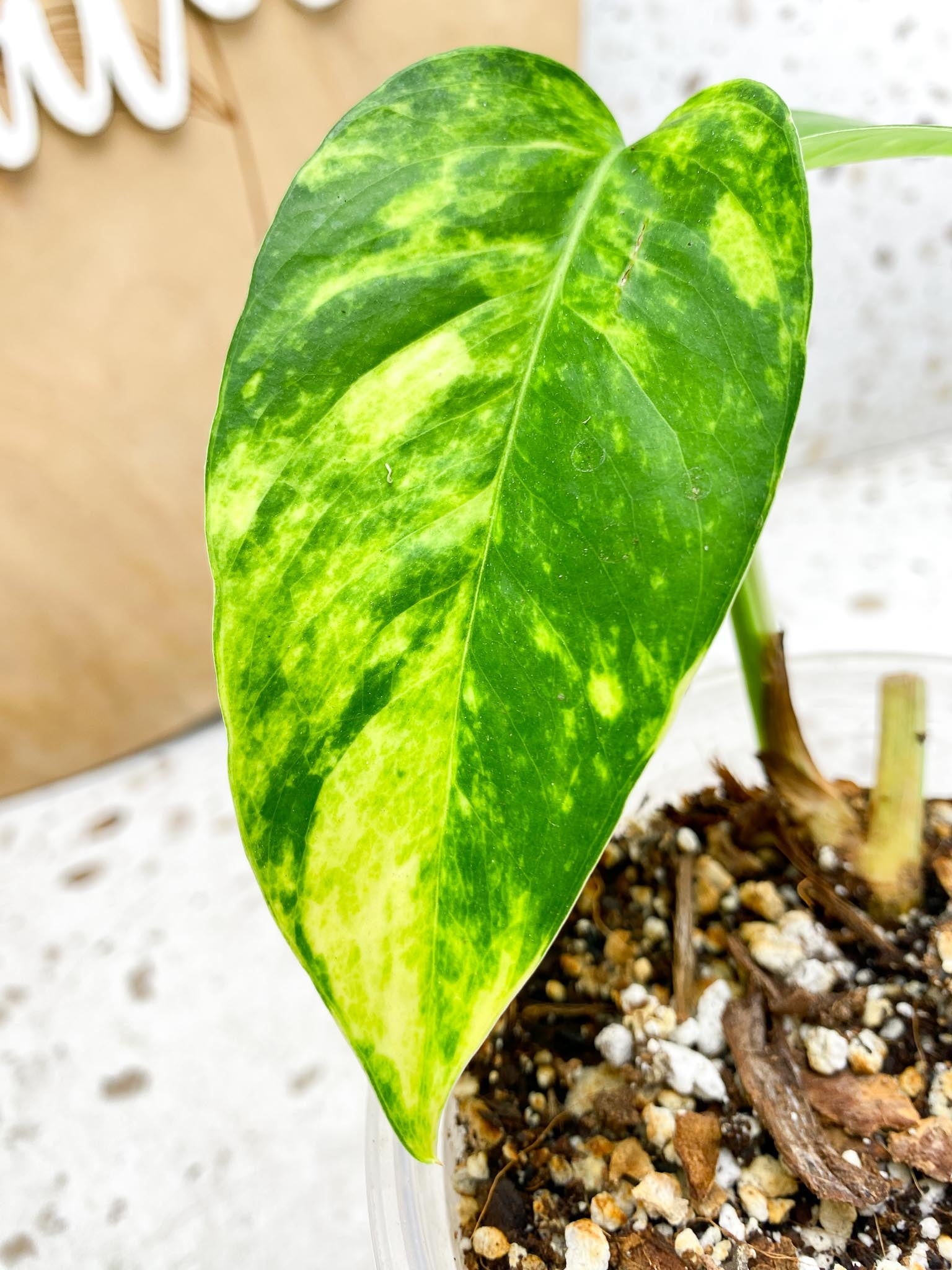 Epipremnum Golden Flame Variegated 2 Leaves  2 Nodes  Slightly Rooted