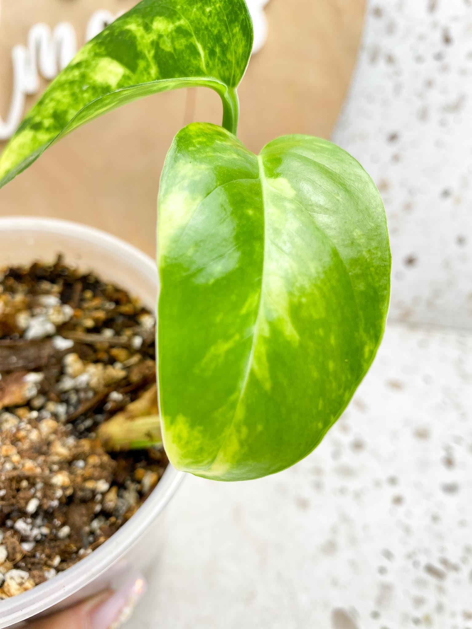 Epipremnum Golden Flame Variegated 2 Leaves  2 Nodes  Slightly Rooted