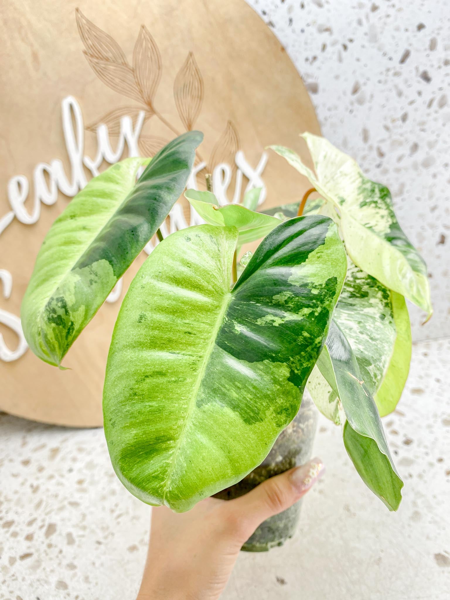 Philodendron Burle Marx White Snow Showcase only