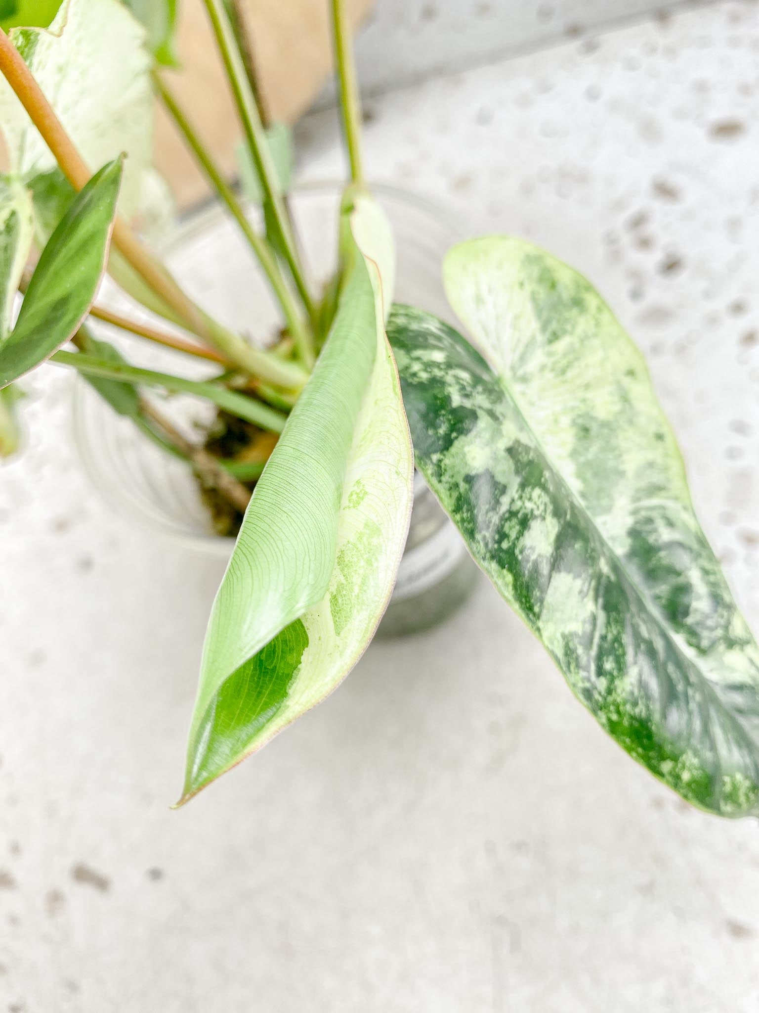 Philodendron Burle Marx White Snow Showcase only