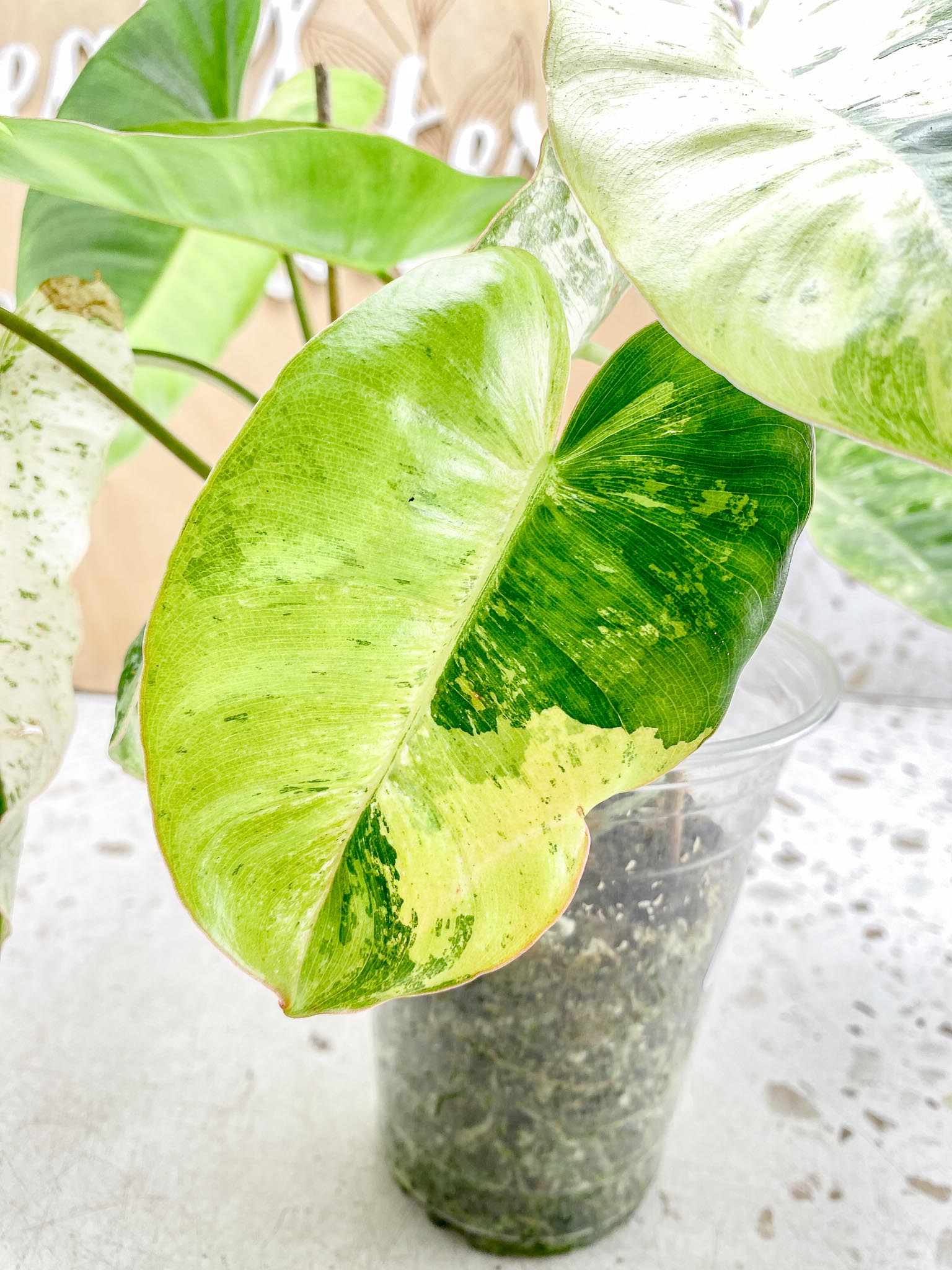 Philodendron Burle Marx White Snow Showcase only