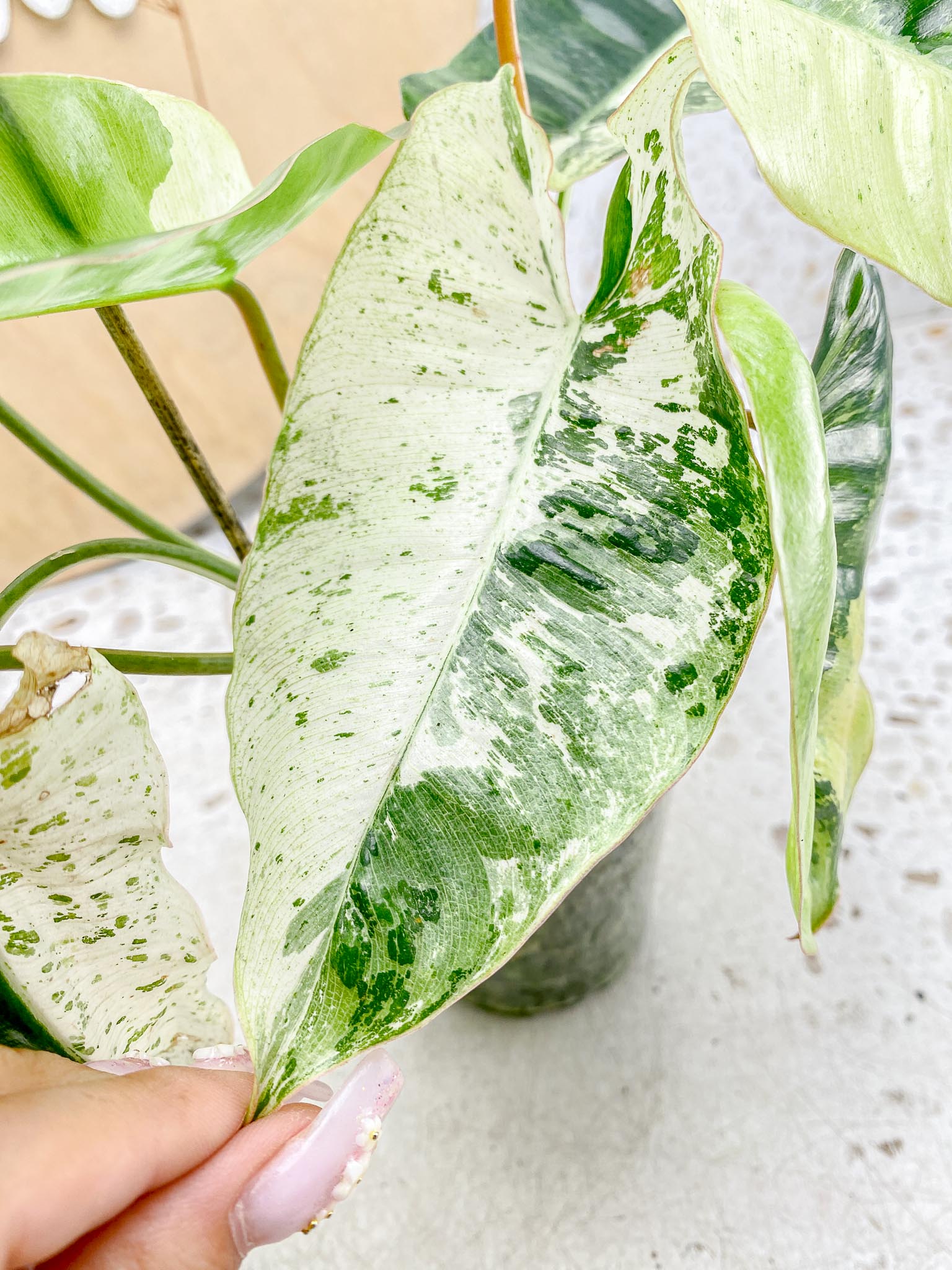 Philodendron Burle Marx White Snow Showcase only