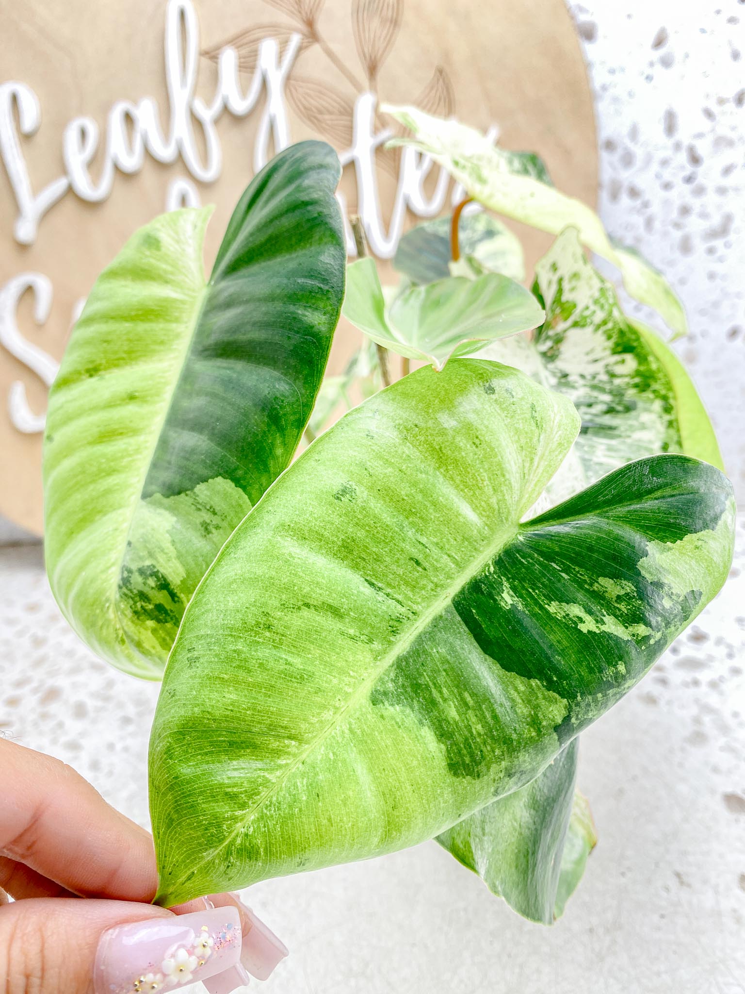 Philodendron Burle Marx White Snow Showcase only