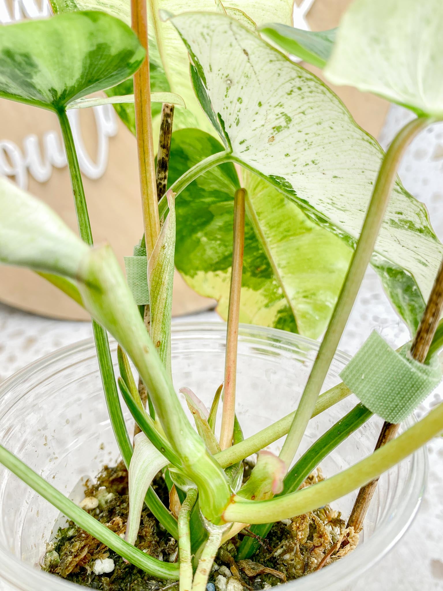 Philodendron Burle Marx White Snow Showcase only