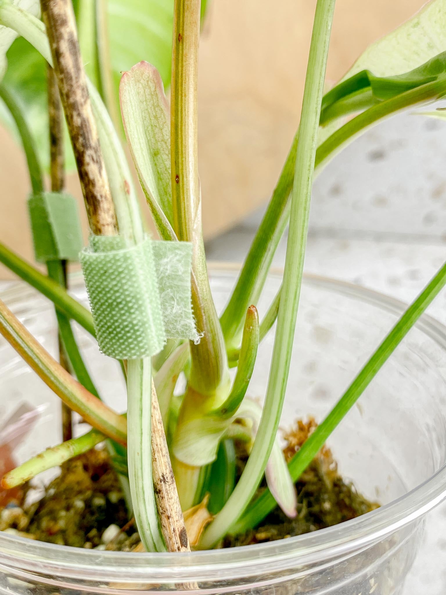 Philodendron Burle Marx White Snow Showcase only