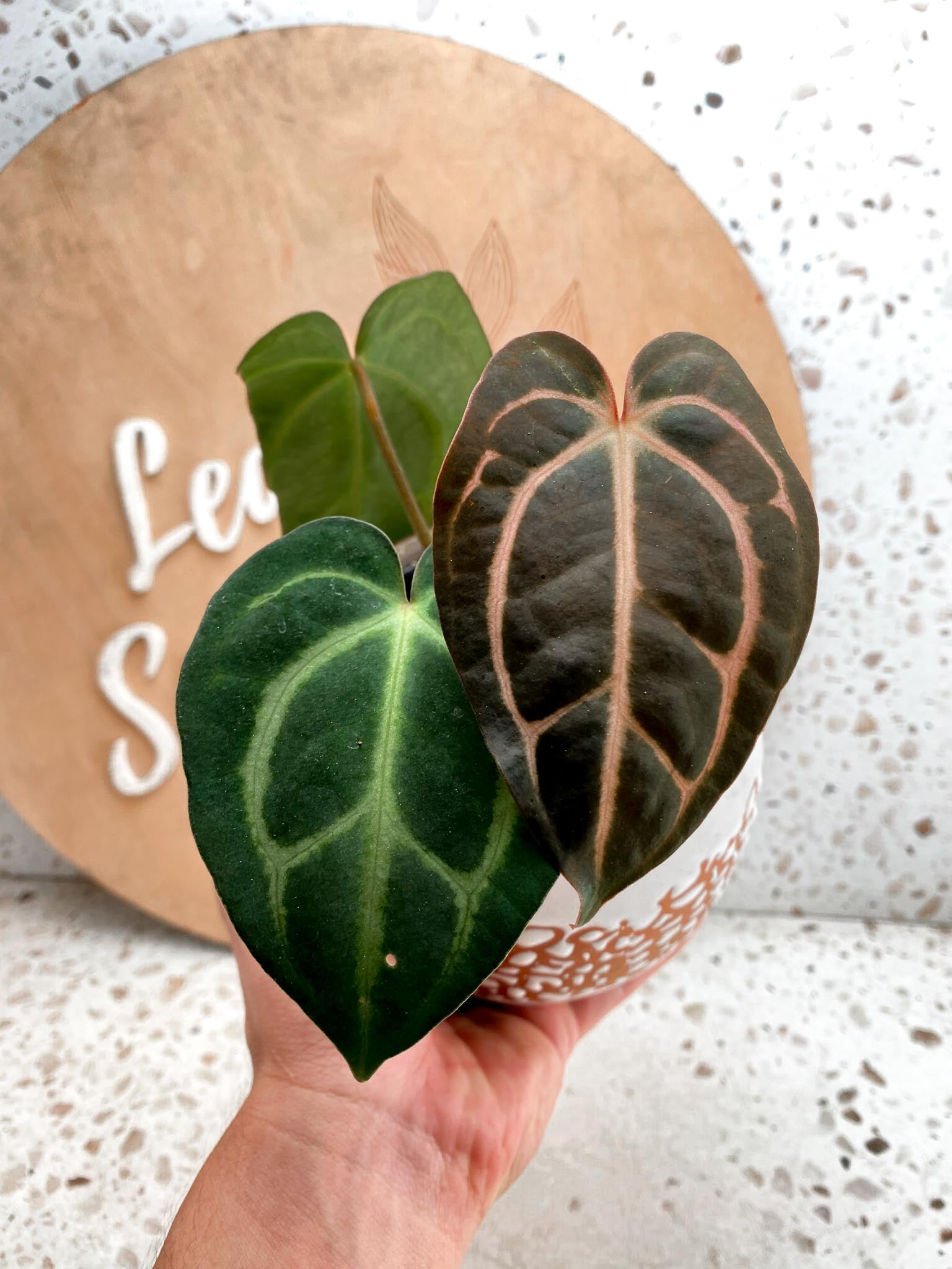 Anthurium Carlablackiae 4 Leaves  4 Nodes  Slightly Rooted