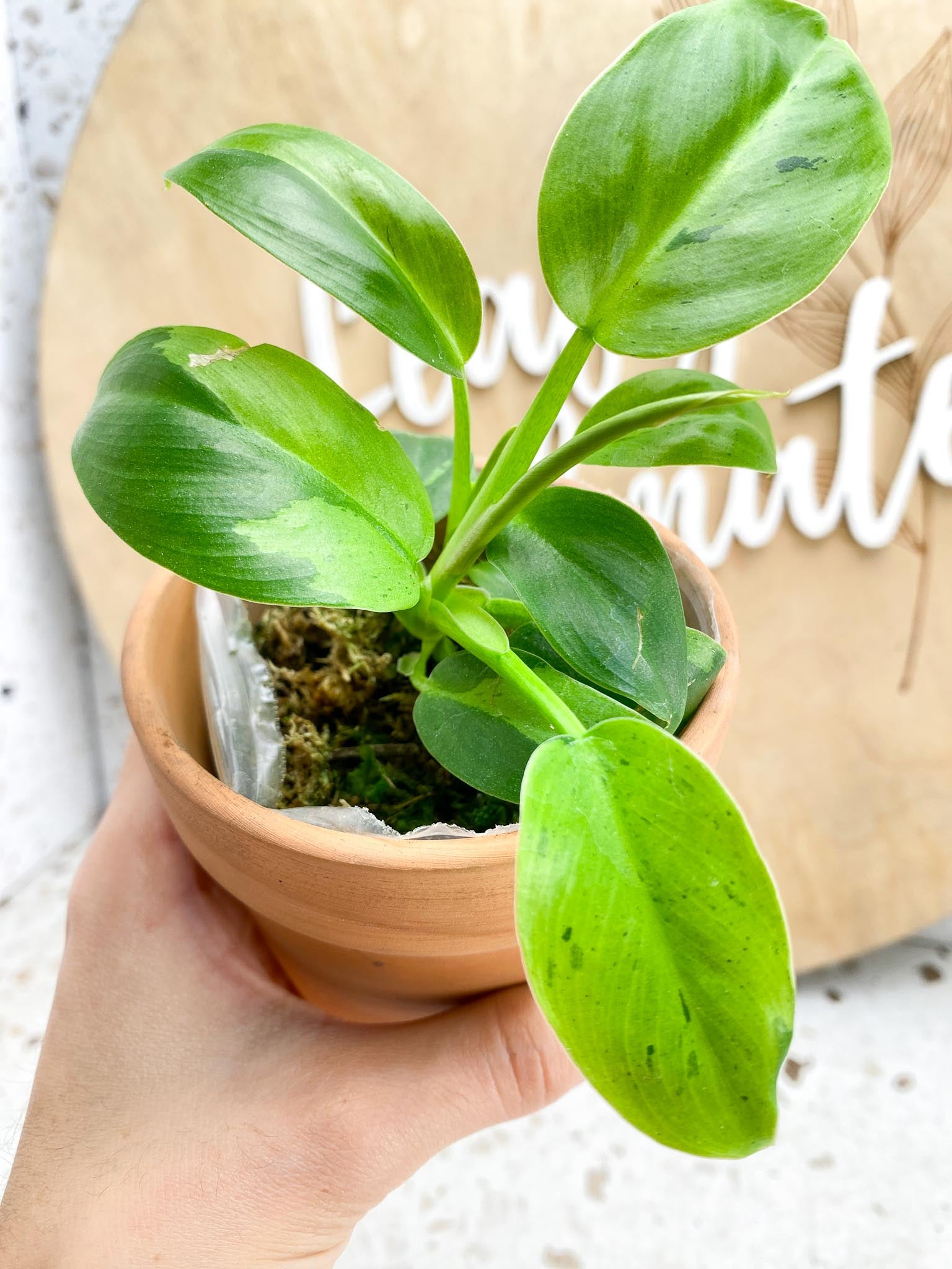 Philodendron Ruay Sap Variegated Multiple Leaves  Multiple Nodes 2 Sprouts Rooting