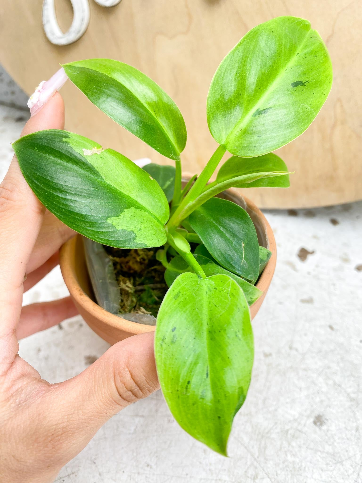 Philodendron Ruay Sap Variegated Multiple Leaves  Multiple Nodes 2 Sprouts Rooting