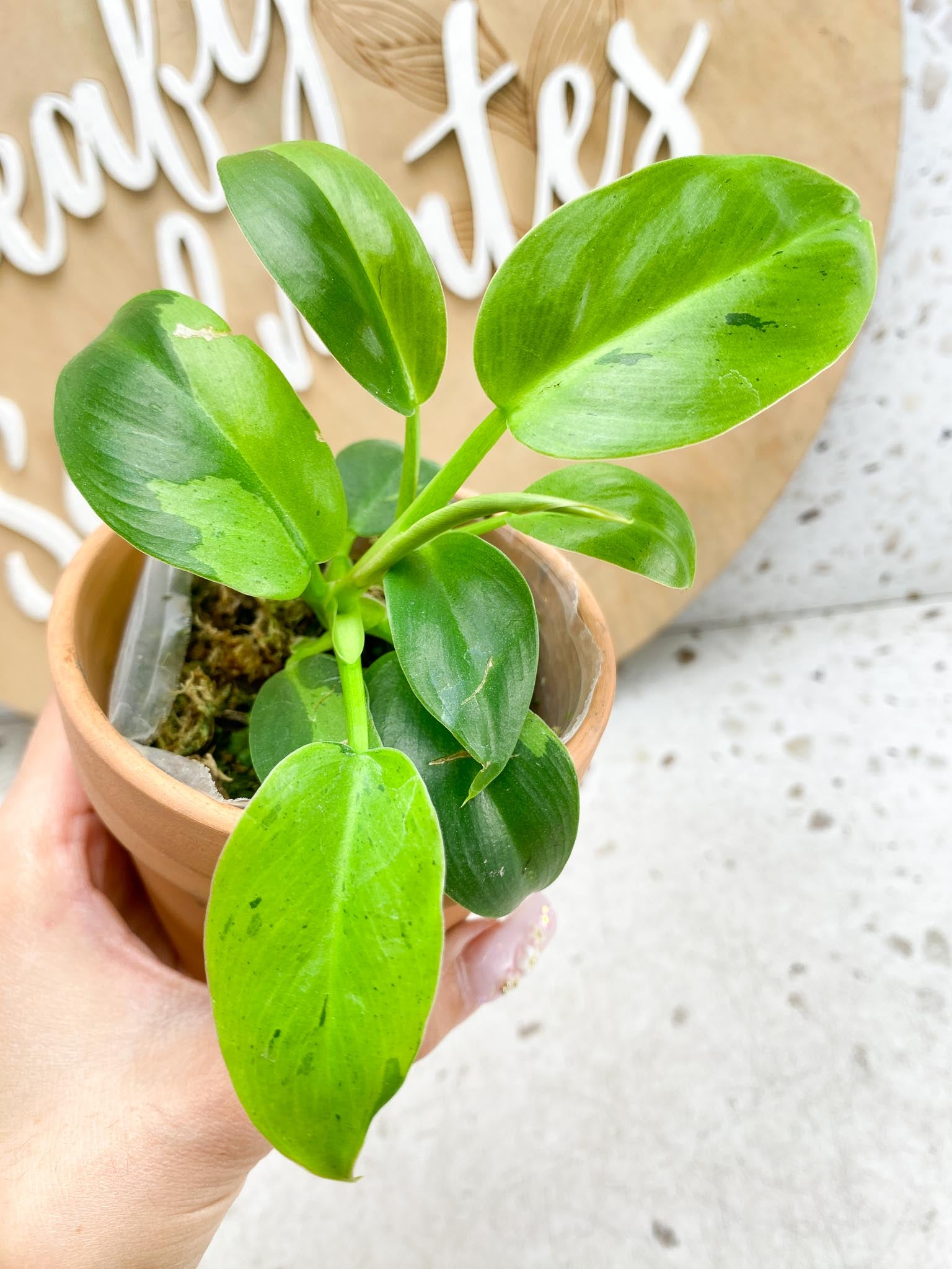 Philodendron Ruay Sap Variegated Multiple Leaves  Multiple Nodes 2 Sprouts Rooting