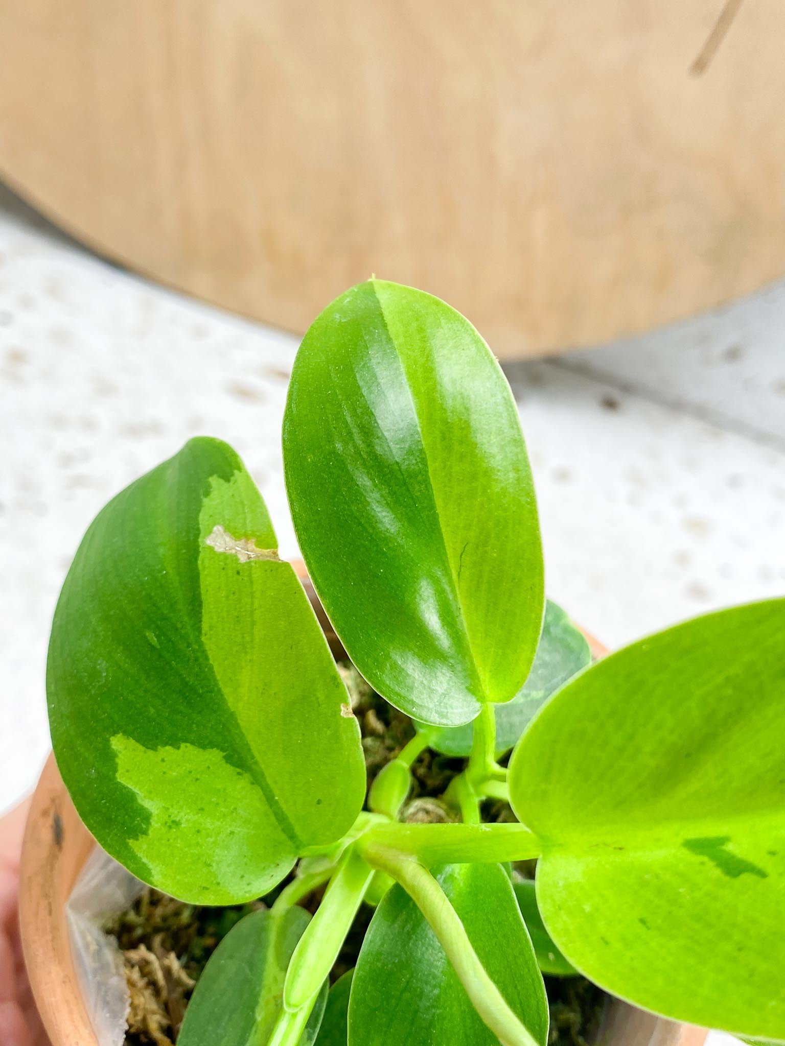 Philodendron Ruay Sap Variegated Multiple Leaves  Multiple Nodes 2 Sprouts Rooting