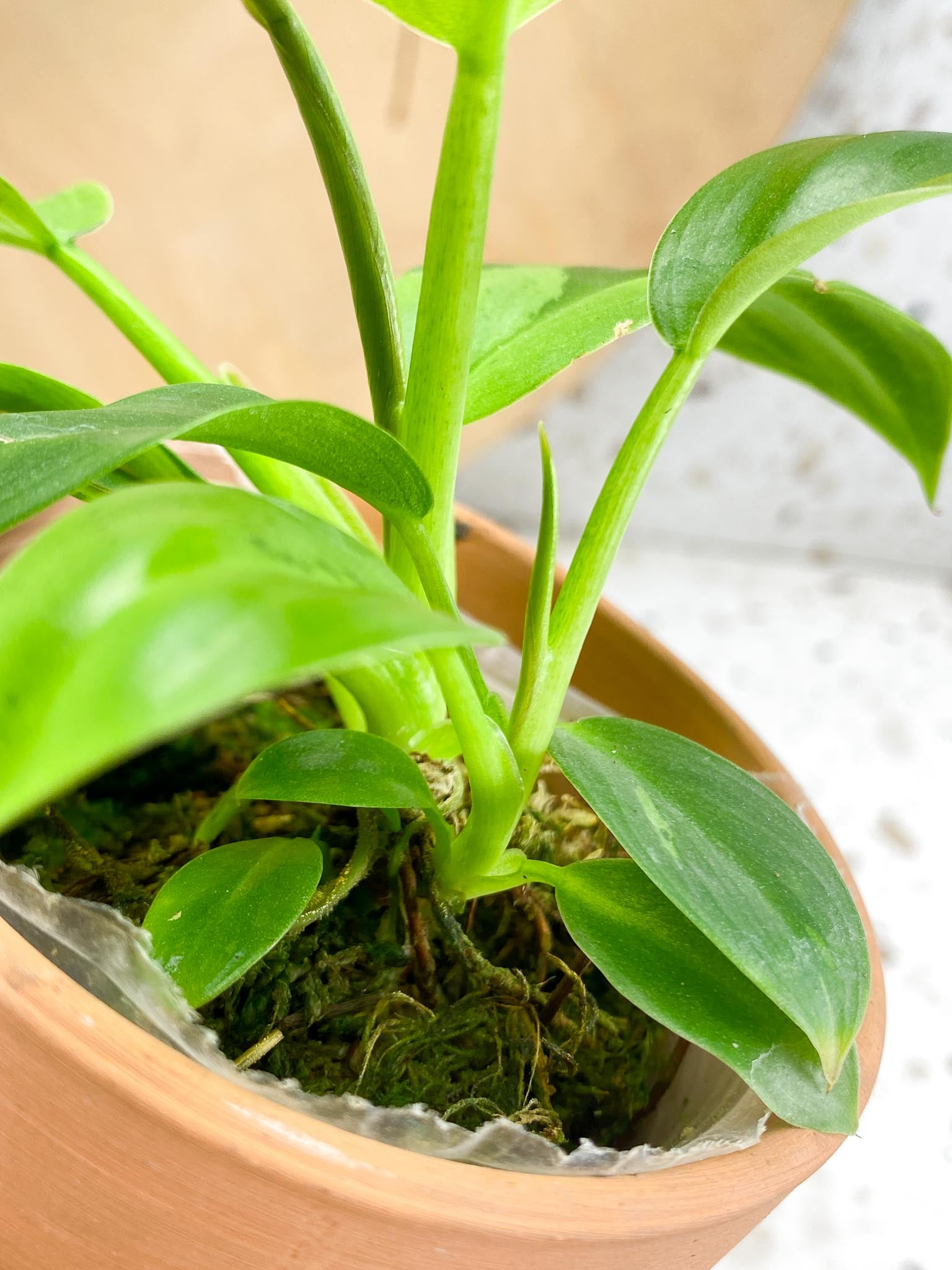 Philodendron Ruay Sap Variegated Multiple Leaves  Multiple Nodes 2 Sprouts Rooting