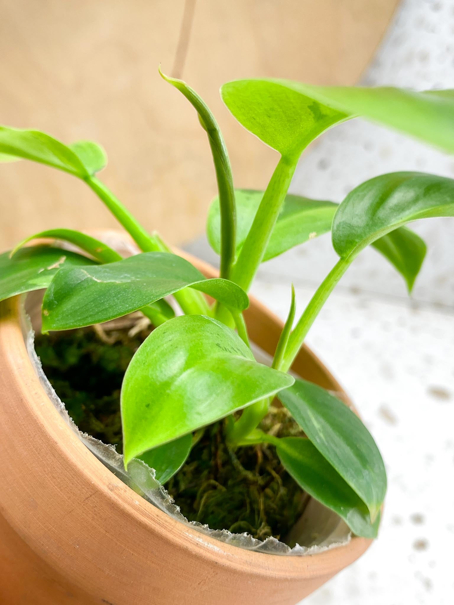 Philodendron Ruay Sap Variegated Multiple Leaves  Multiple Nodes 2 Sprouts Rooting