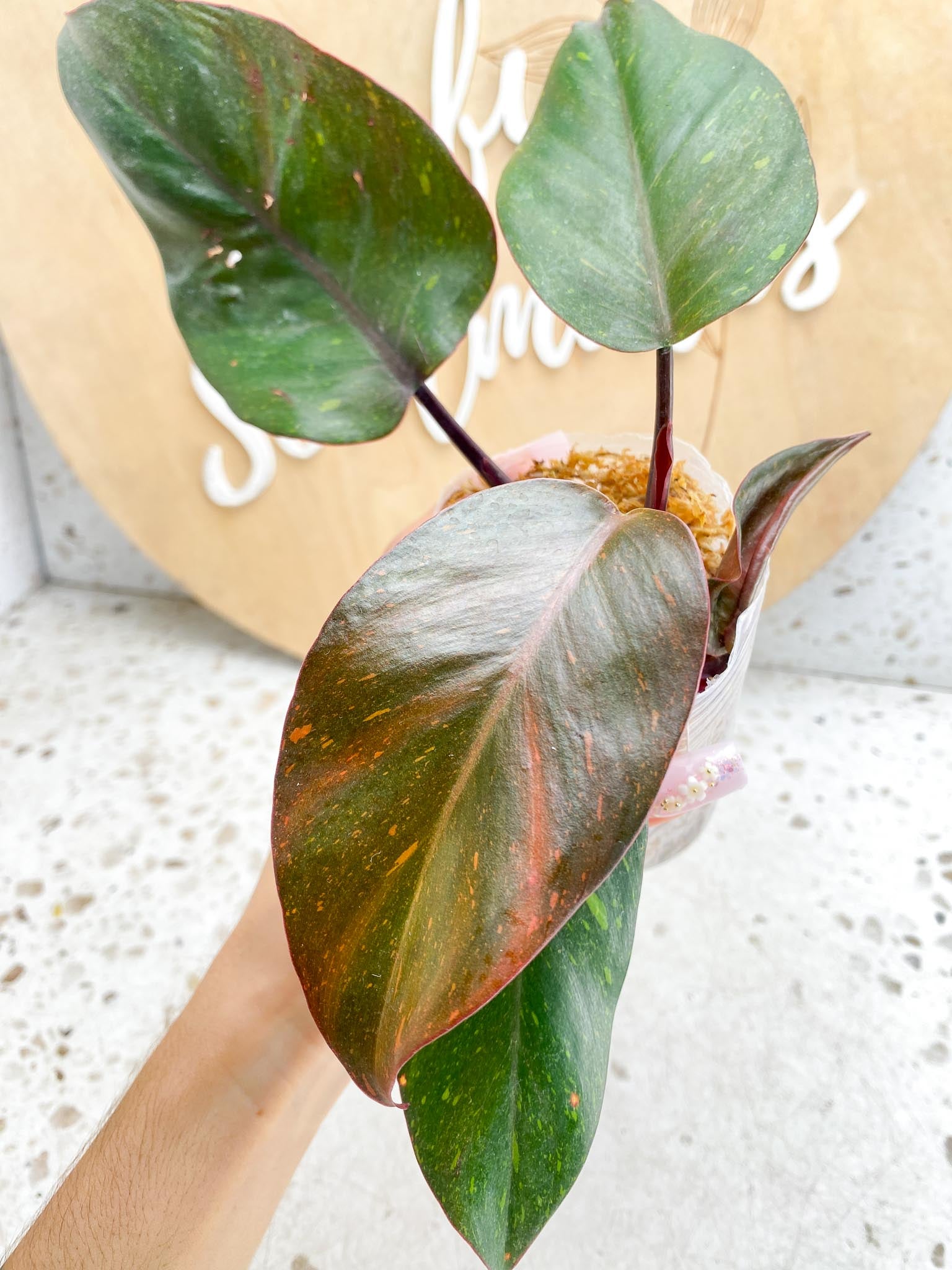 Philodendron Orange Princess Variegated  4 Leaves  1 Baby Leaf 4 Nodes  Slightly Rooted