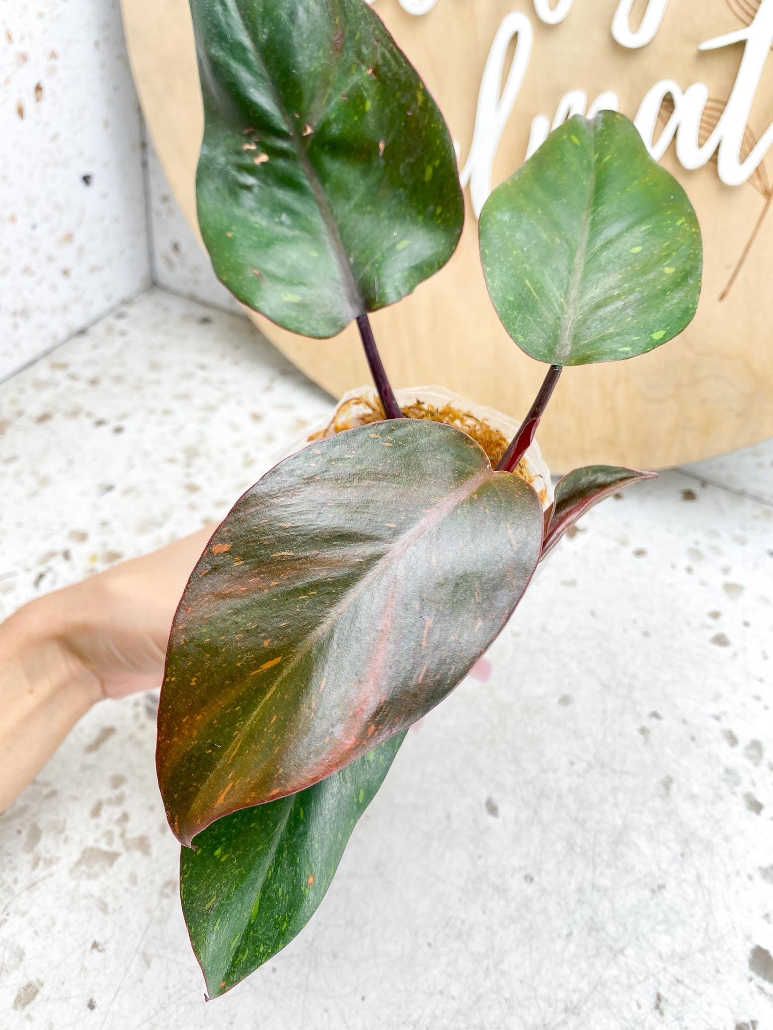 Philodendron Orange Princess Variegated  4 Leaves  1 Baby Leaf 4 Nodes  Slightly Rooted