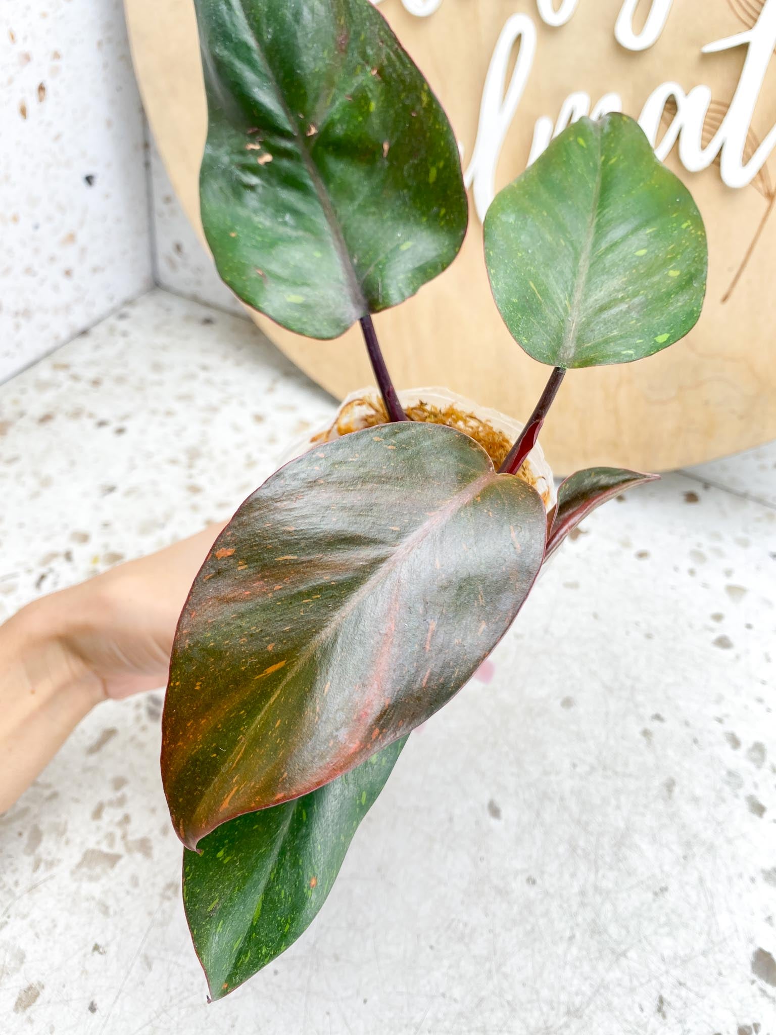 Philodendron Orange Princess Variegated  4 Leaves  1 Baby Leaf 4 Nodes  Slightly Rooted