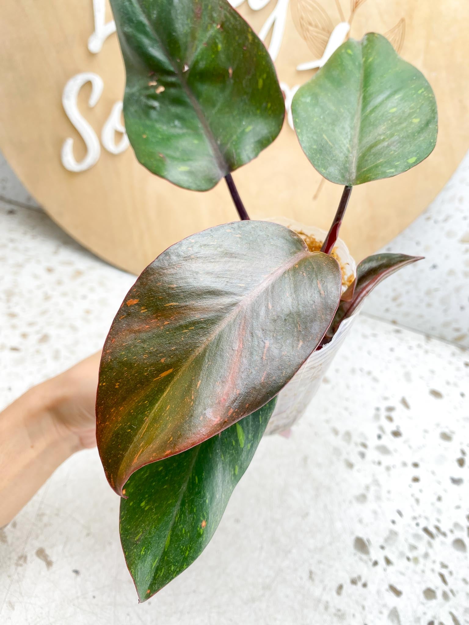 Philodendron Orange Princess Variegated  4 Leaves  1 Baby Leaf 4 Nodes  Slightly Rooted