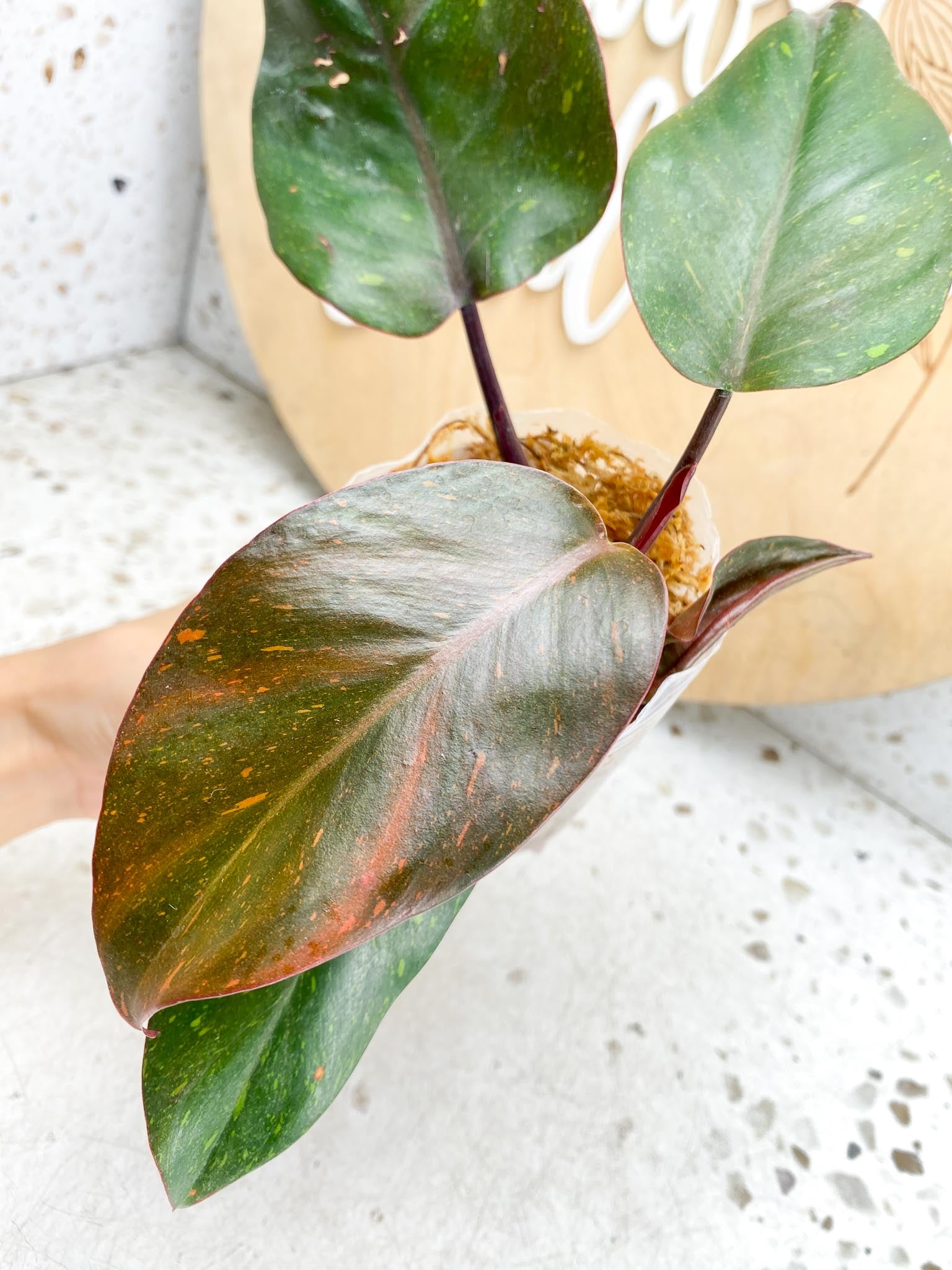 Philodendron Orange Princess Variegated  4 Leaves  1 Baby Leaf 4 Nodes  Slightly Rooted