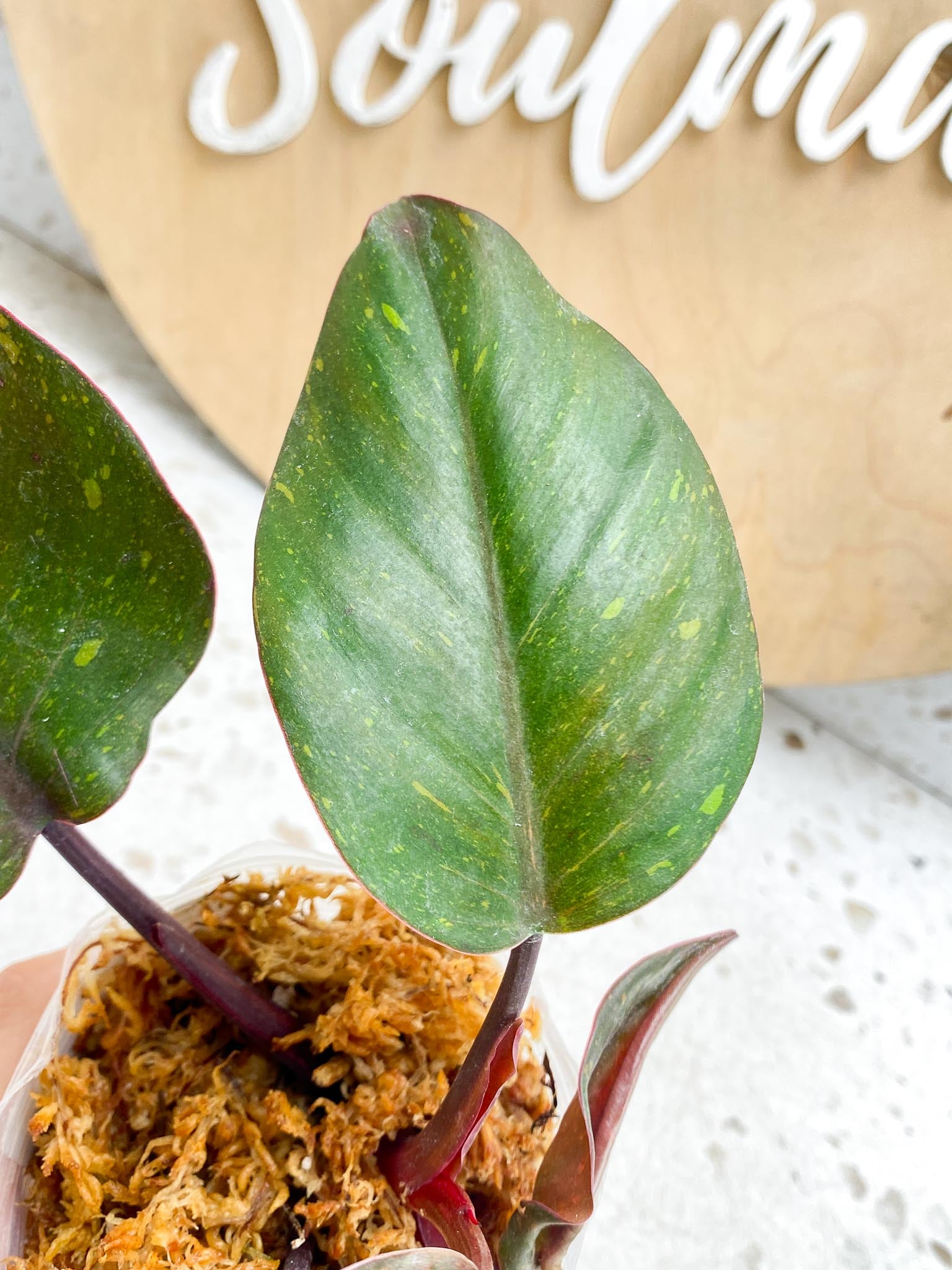 Philodendron Orange Princess Variegated  4 Leaves  1 Baby Leaf 4 Nodes  Slightly Rooted