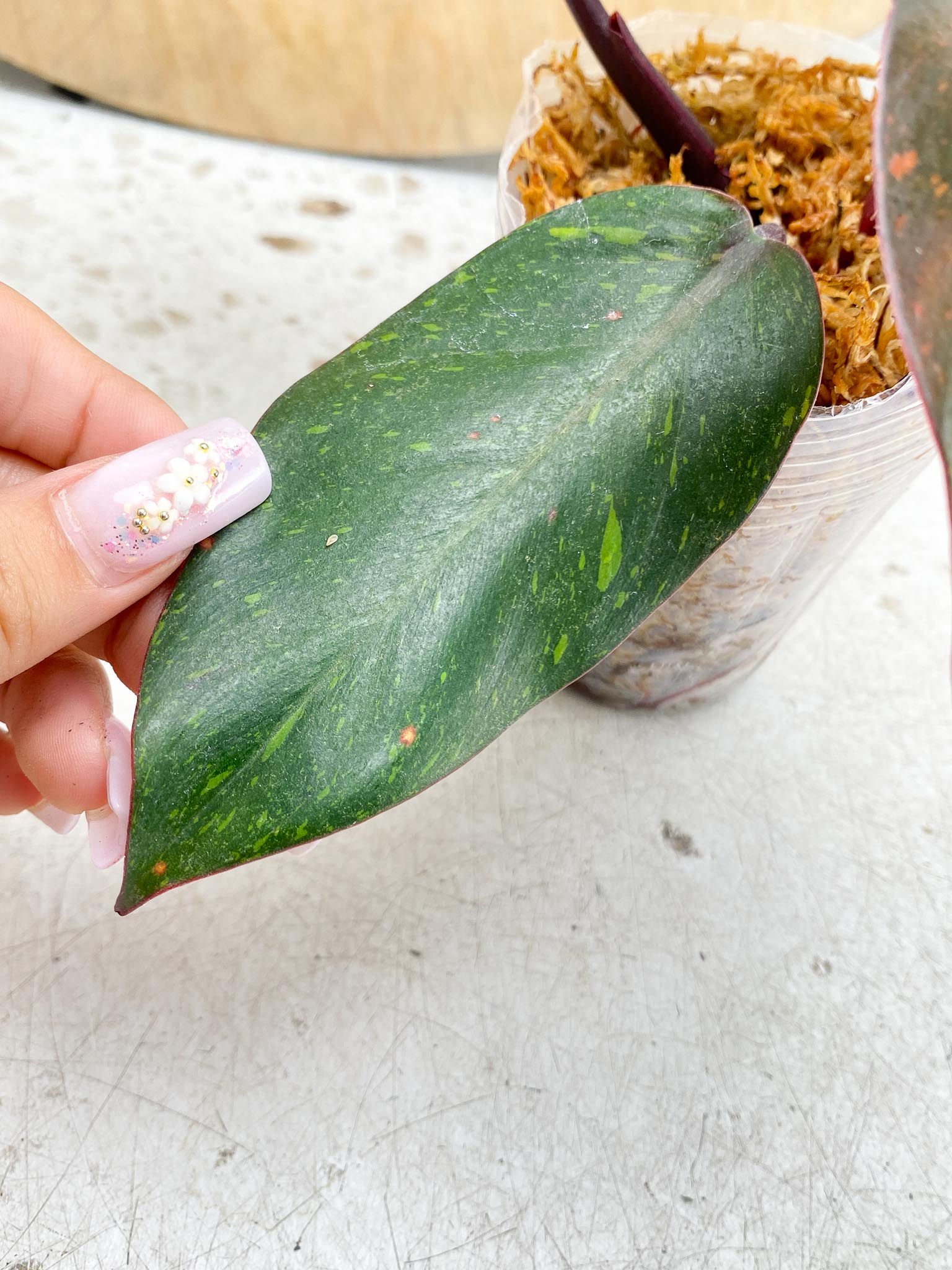 Philodendron Orange Princess Variegated  4 Leaves  1 Baby Leaf 4 Nodes  Slightly Rooted