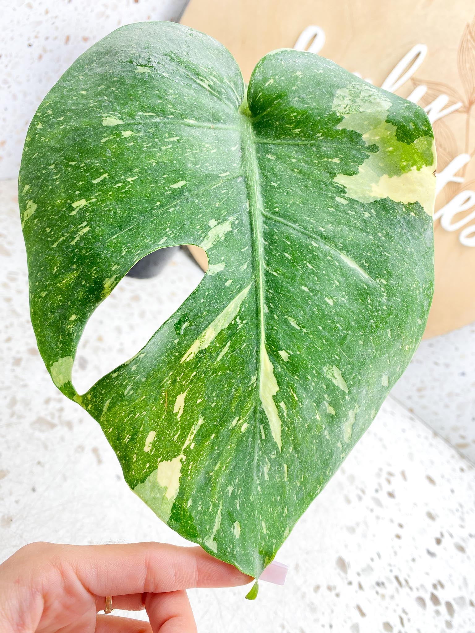 Monstera Thai Constellation Variegated 1 Leaf 1 Node  Rooting